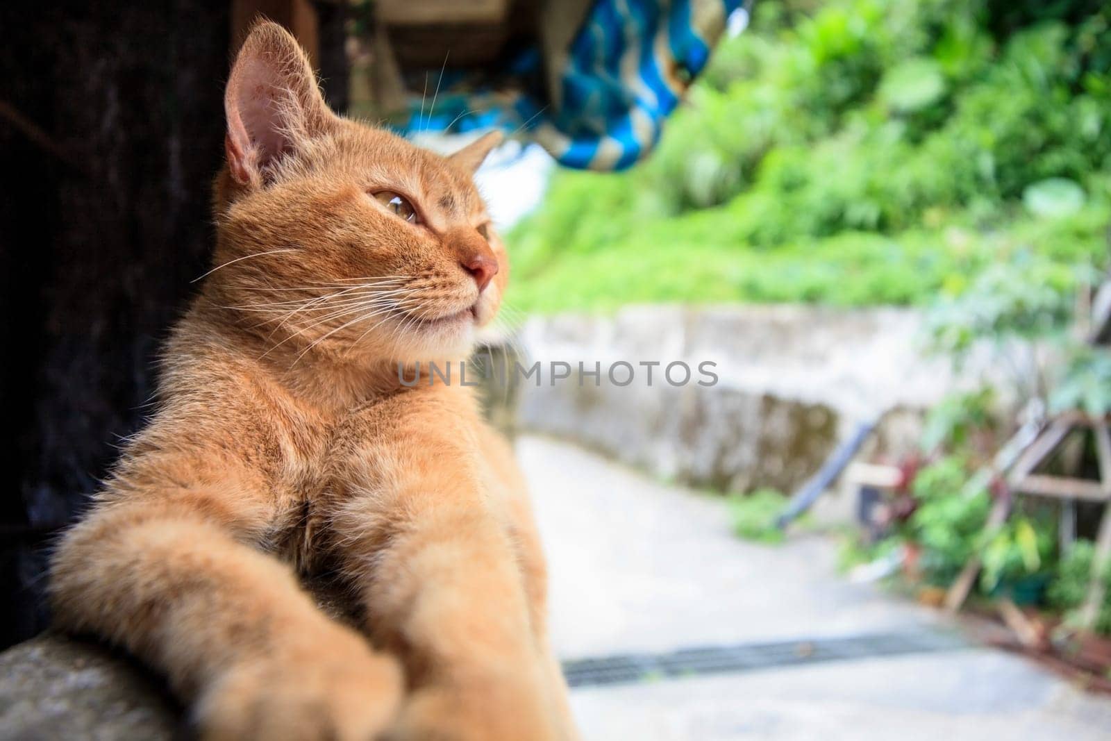 Cat with nice background for adv or others purpose use