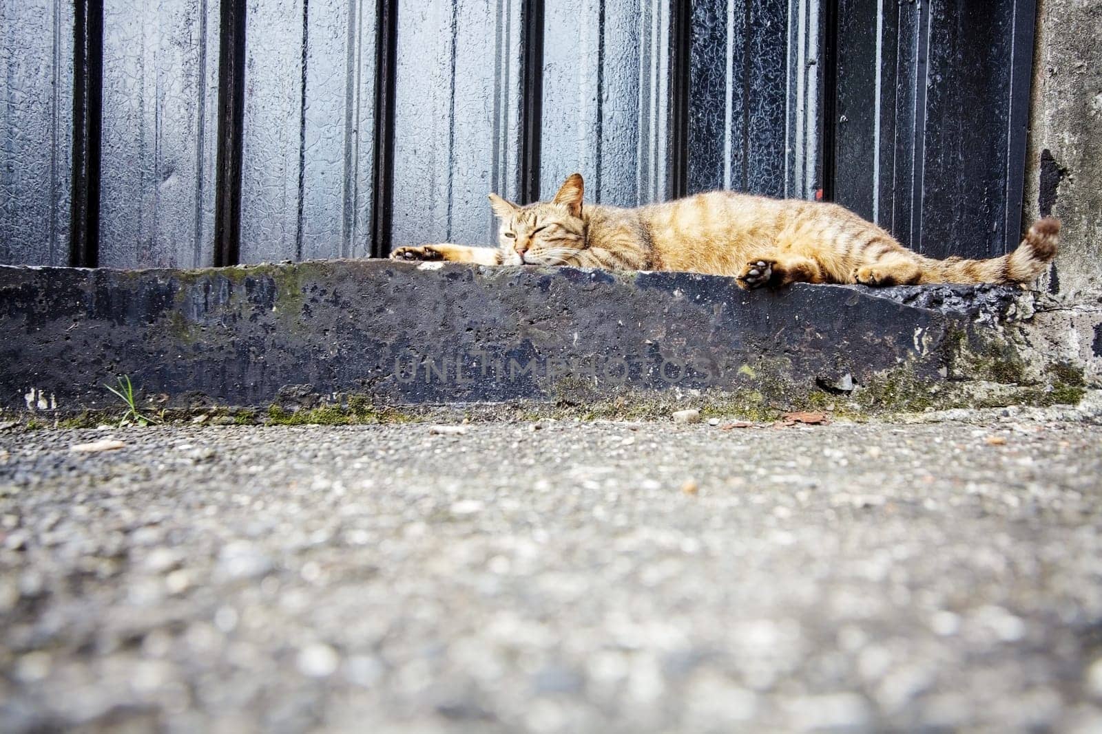 Cat with nice background for adv or others purpose use
