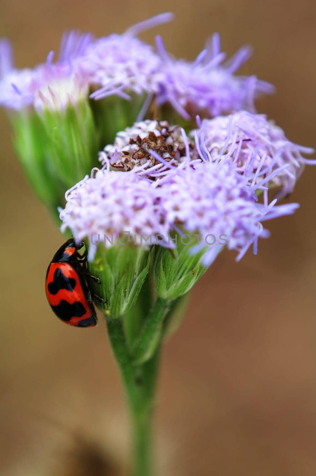 A ladybird climbing up a purple floret
