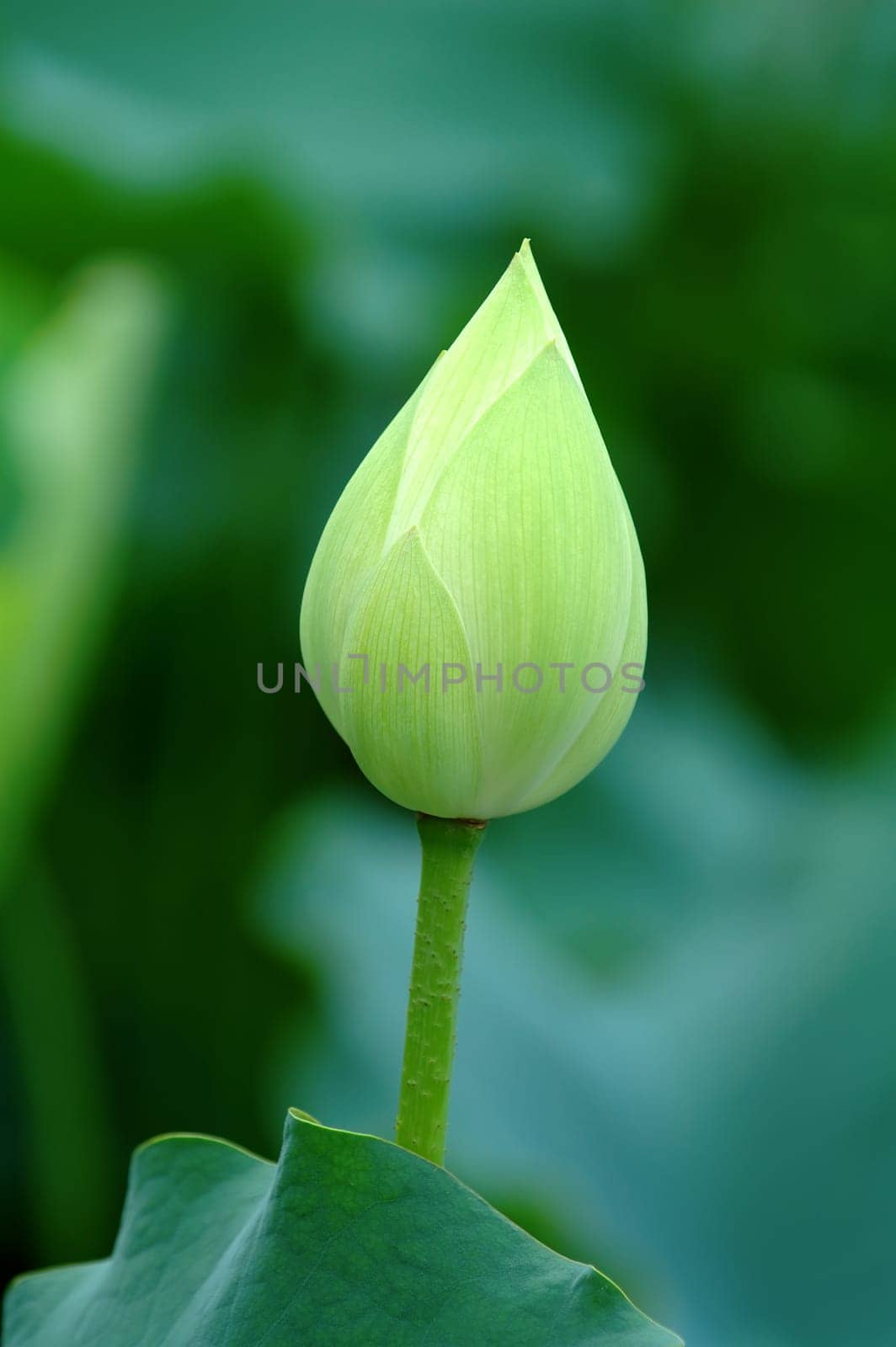 A close shot of green lotus bud