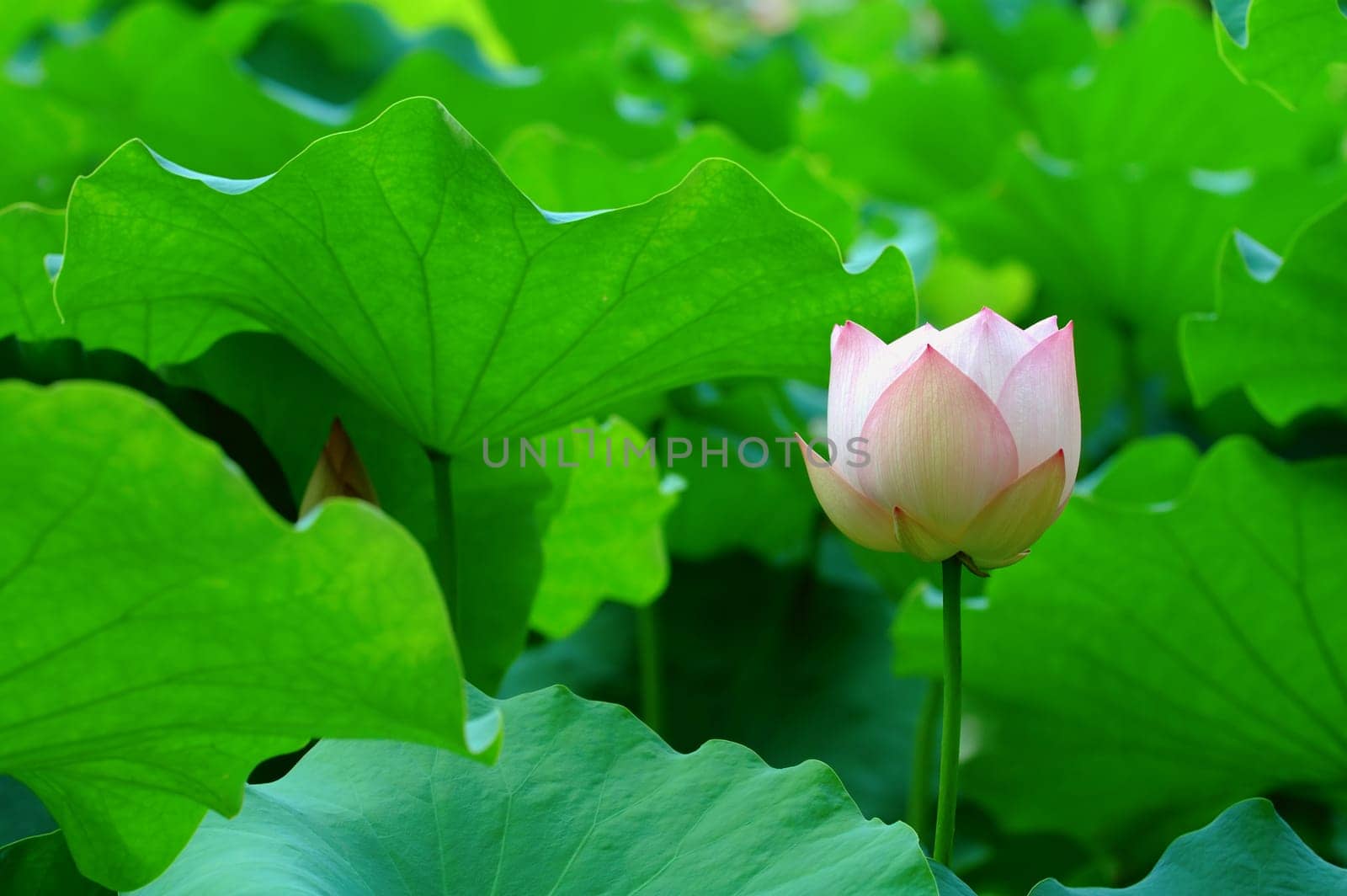 A lotus flower with color of light pink