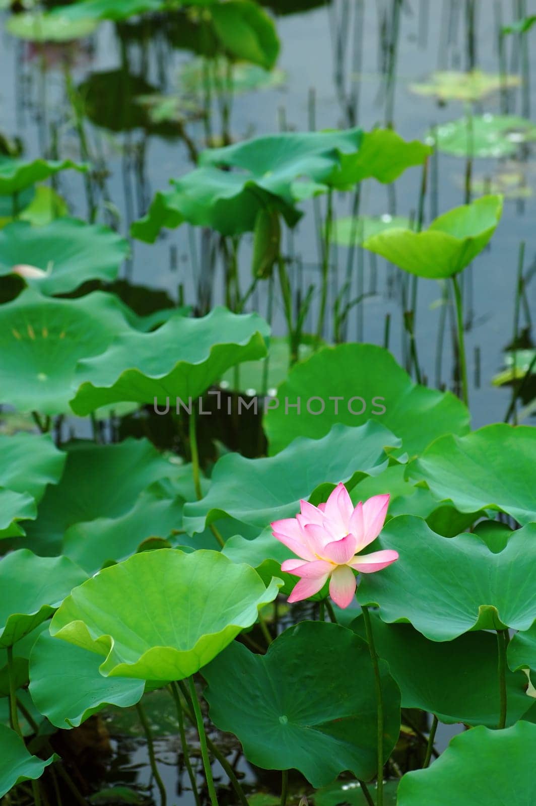 The lotus flower and leaves over pond water