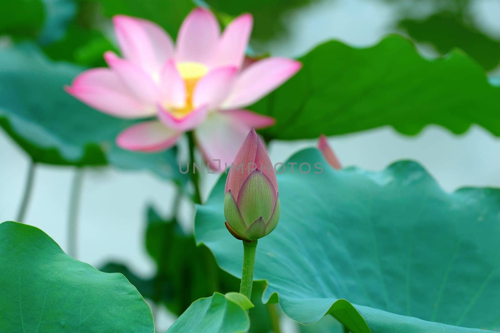 A shot of lotus bud and flower