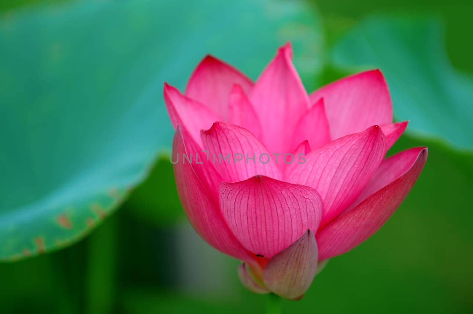 The blooming flower of lotus over leaves