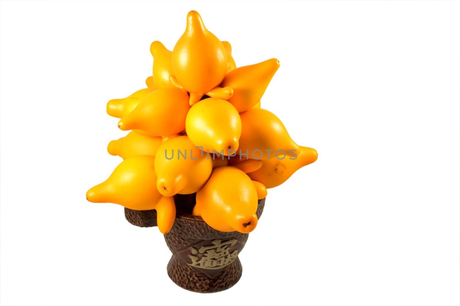 Ornamental solanum mammosum plant, representing lucky symbols in Chinese New Year, isolated over white