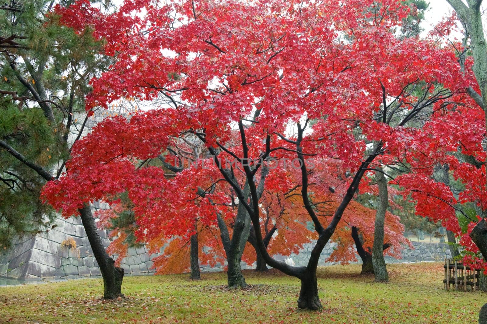 The red maple trees in japanese garden