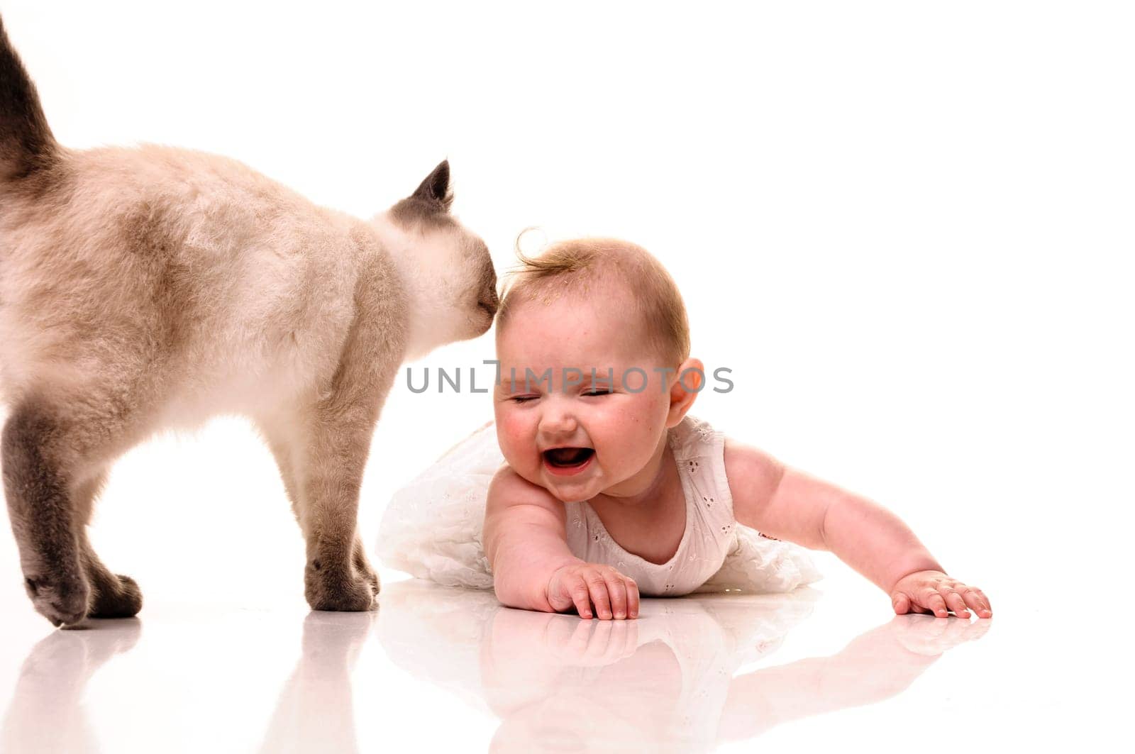 Baby girl playing with british shorthair bluepoint kitten. Isolated on white background