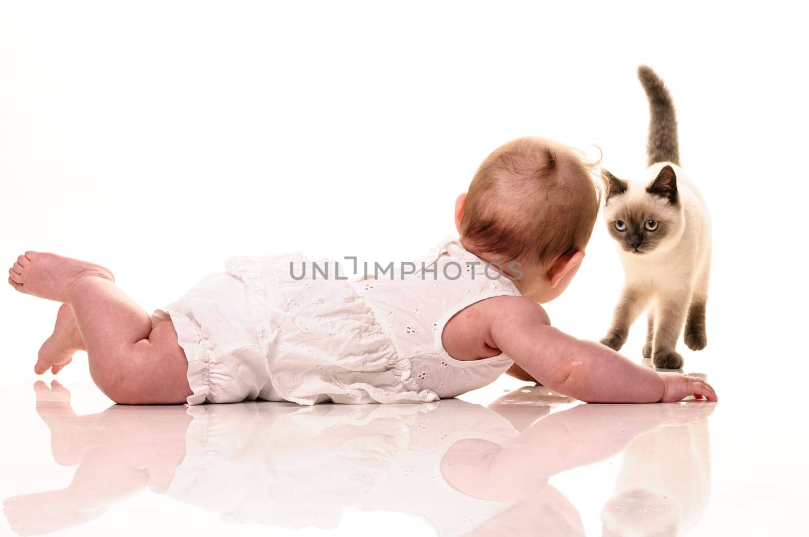Baby girl playing with british shorthair bluepoint kitten. Isolated on white background
