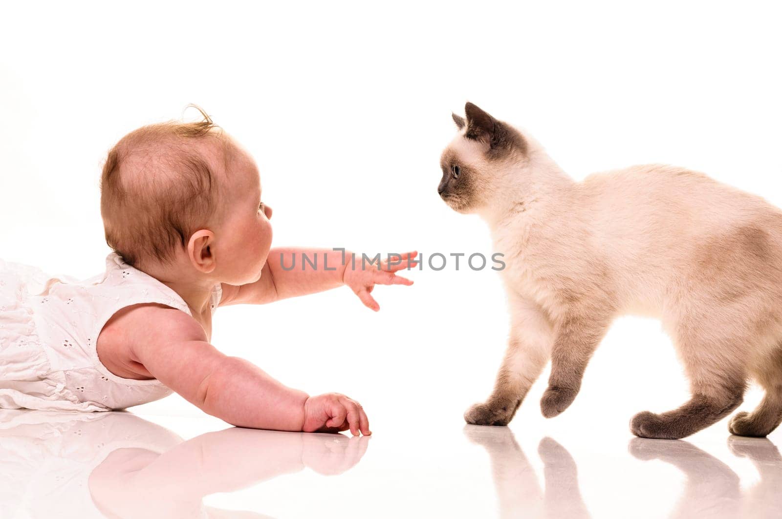 Baby girl playing with british shorthair bluepoint kitten. Isolated on white background