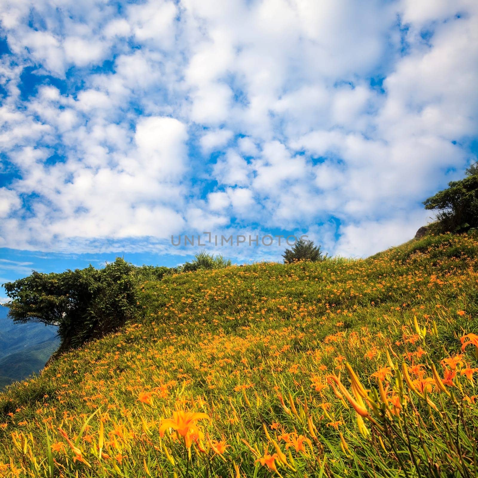Hualien, Taiwan - September 6, 2010: Daylily flower at sixty stone mountain, Taiwan on every mid-Aug to Mid Sep