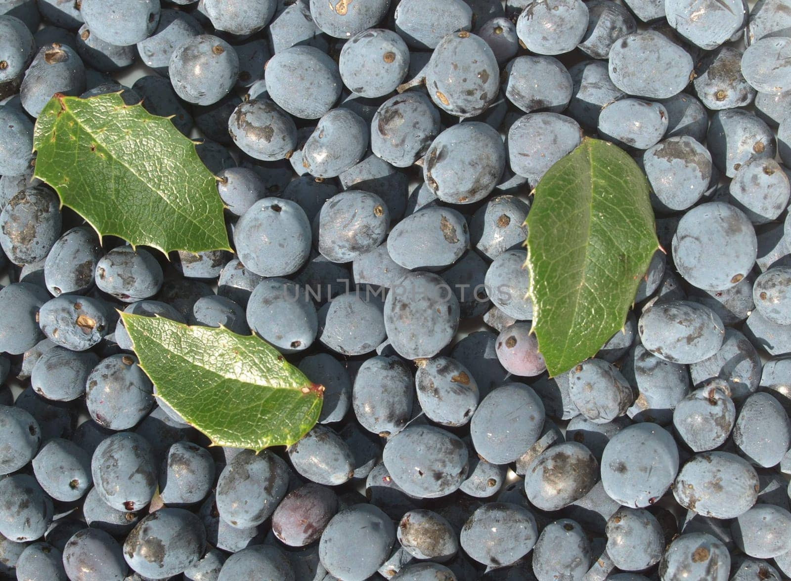 Holly berries - Ilex