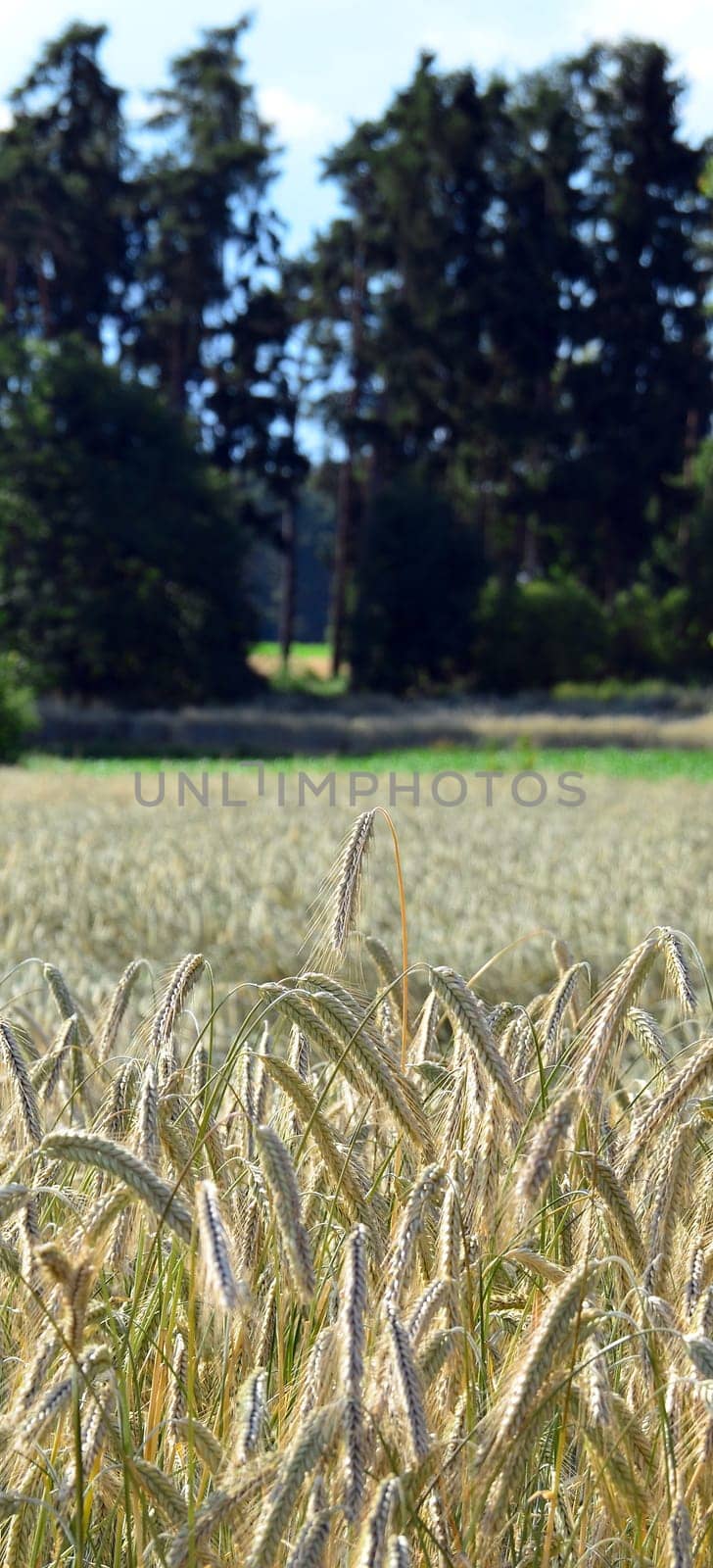 Wheatfield