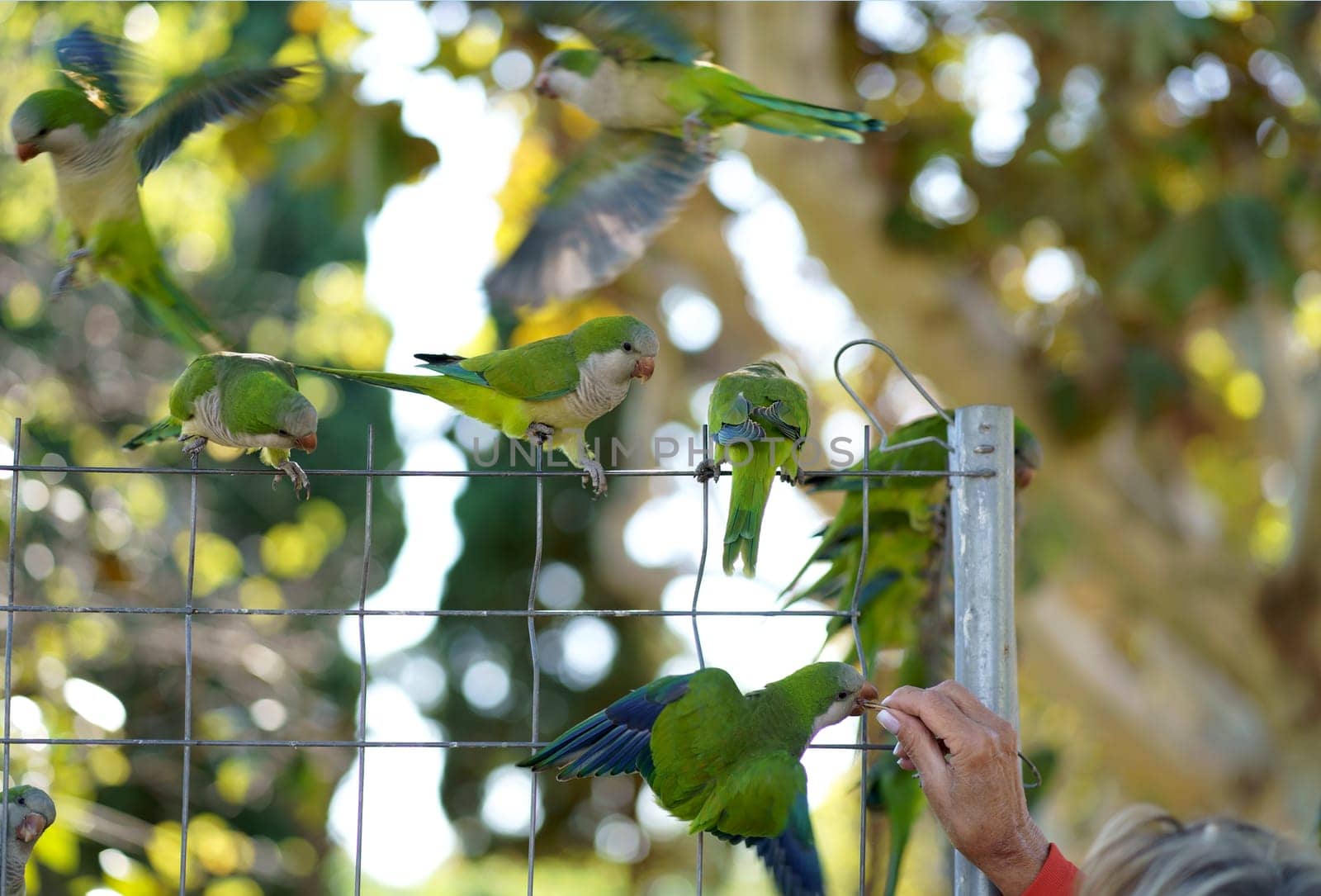Barcelona. City Park. People feed parrots. Monk parakeet Myiopsitta monachus , Group of green parakeets on a chain-link fence and the hand of a person feeding them by aprilphoto