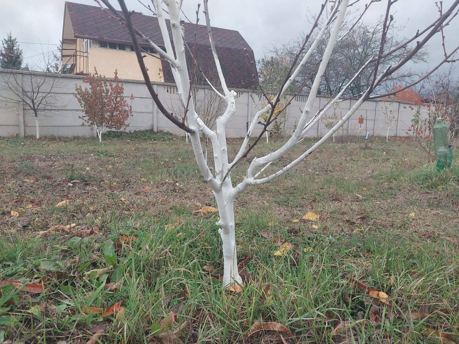 Whitewashing trees after trimming a the trunk
