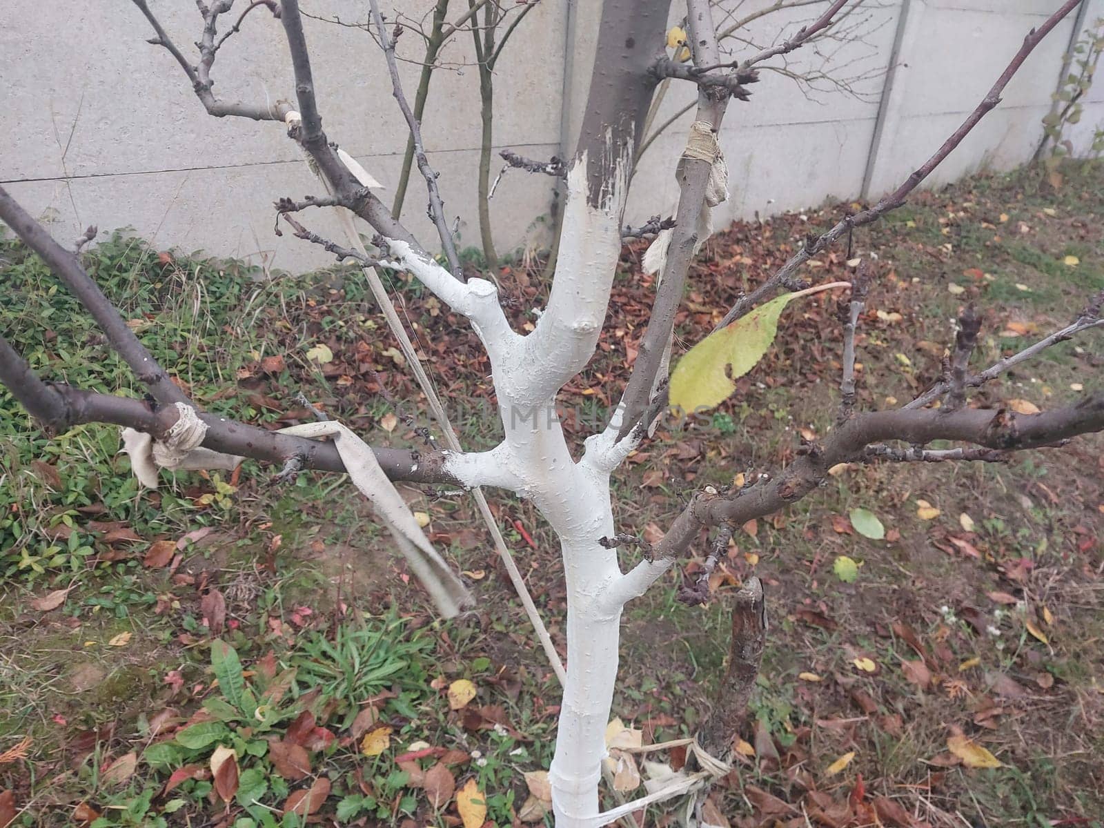 Whitewashing trees after trimming a the trunk