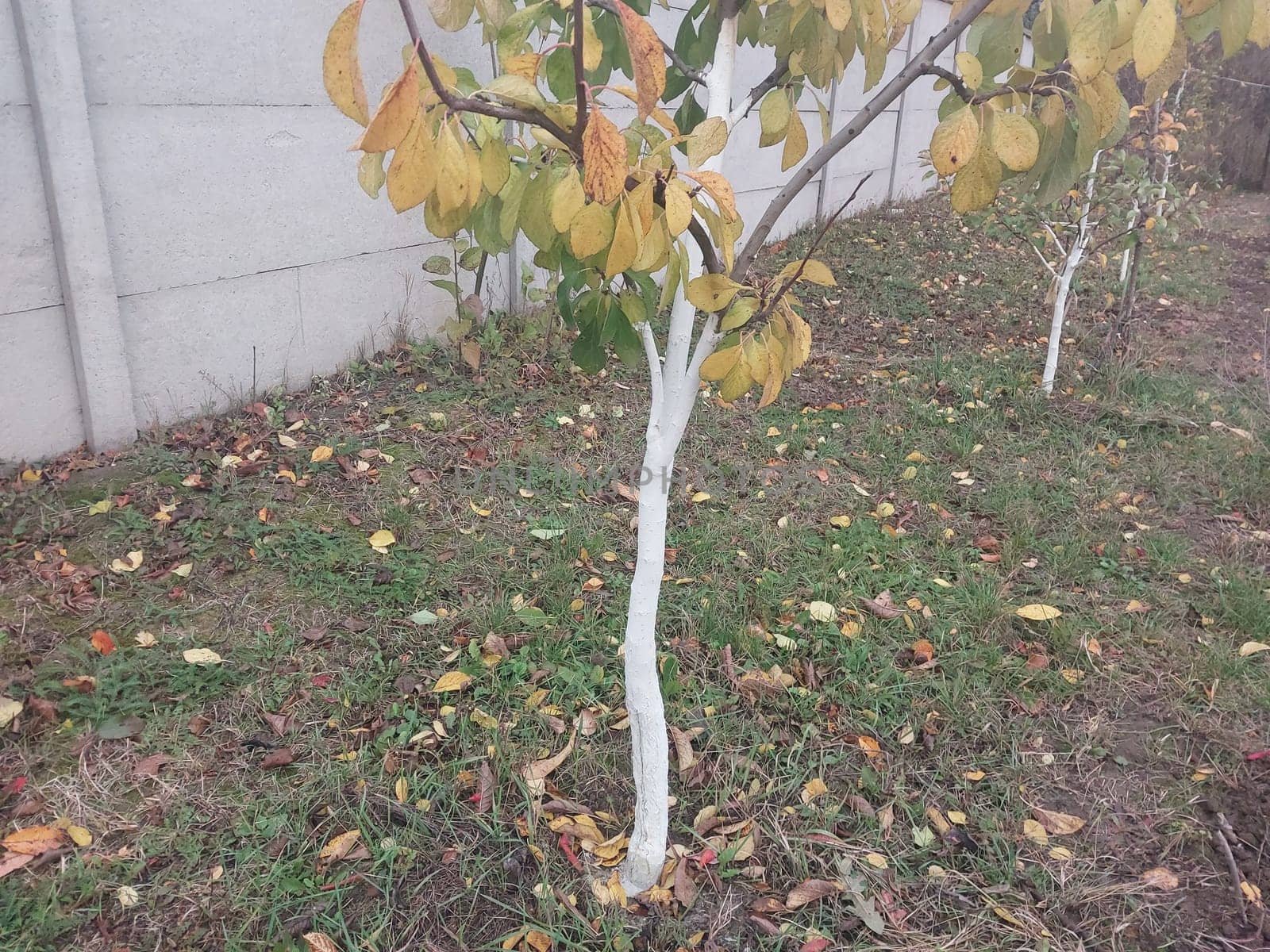Whitewashing trees after trimming a the trunk