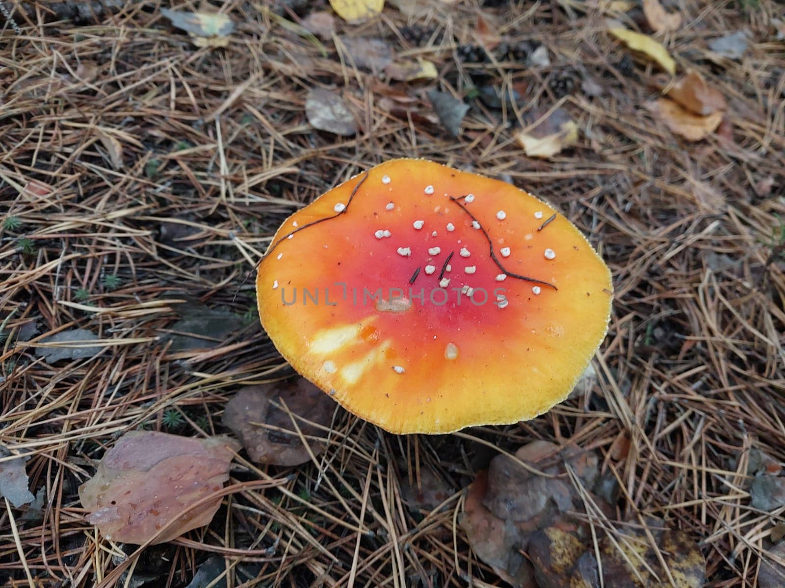 Autumn fly agaric mushrooms grew in a the forest