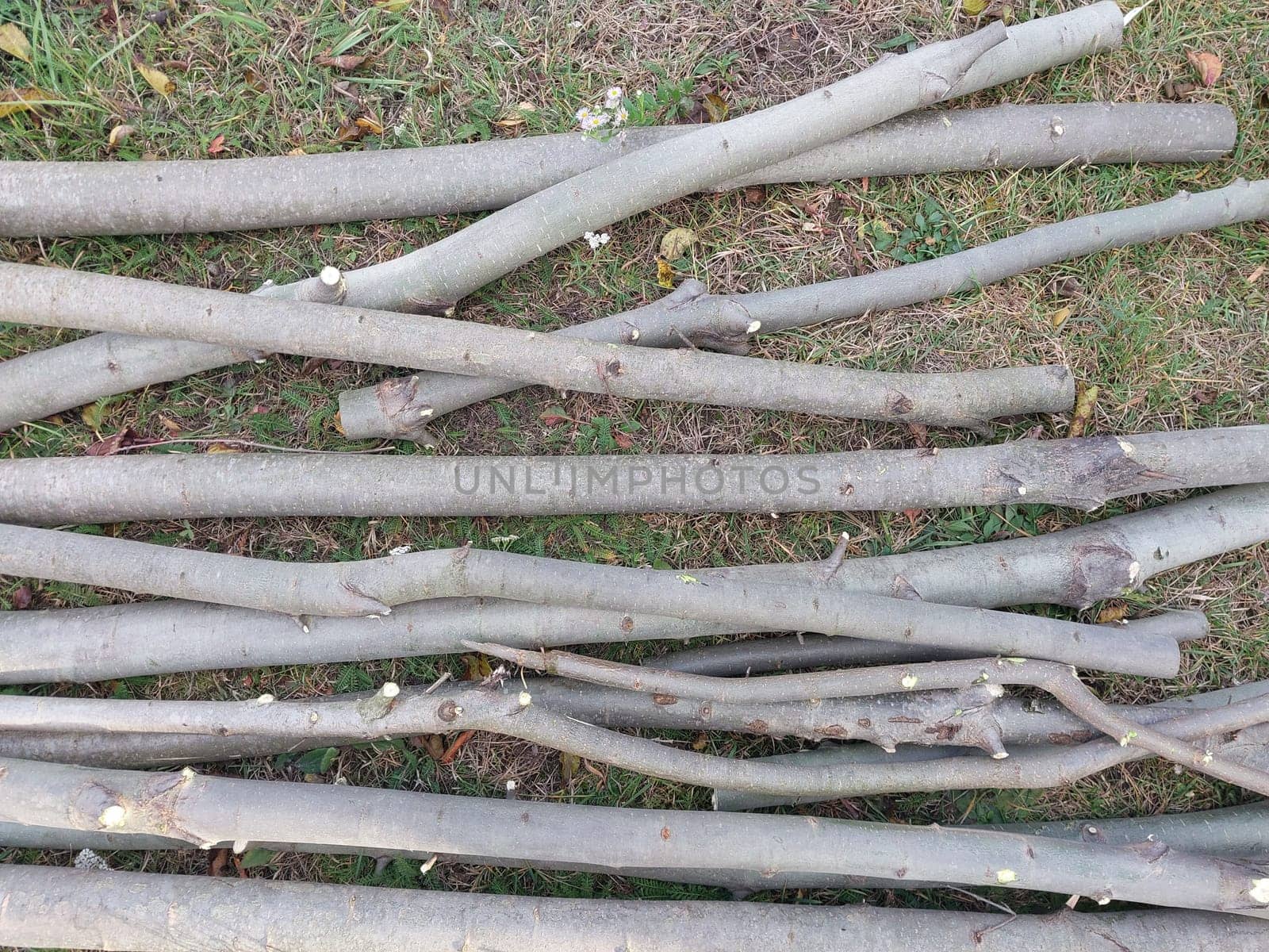 Harvesting firewood from young aspen trees by architectphd