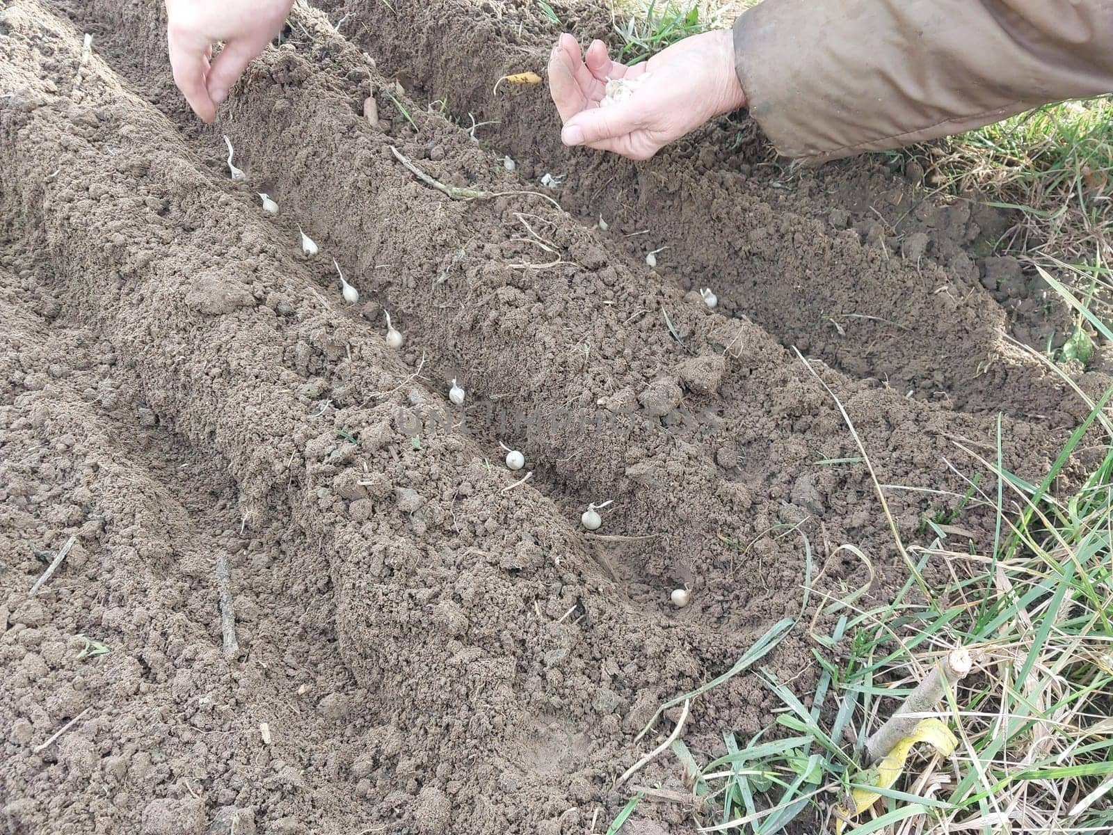 Autumn planting of onions in a the garden