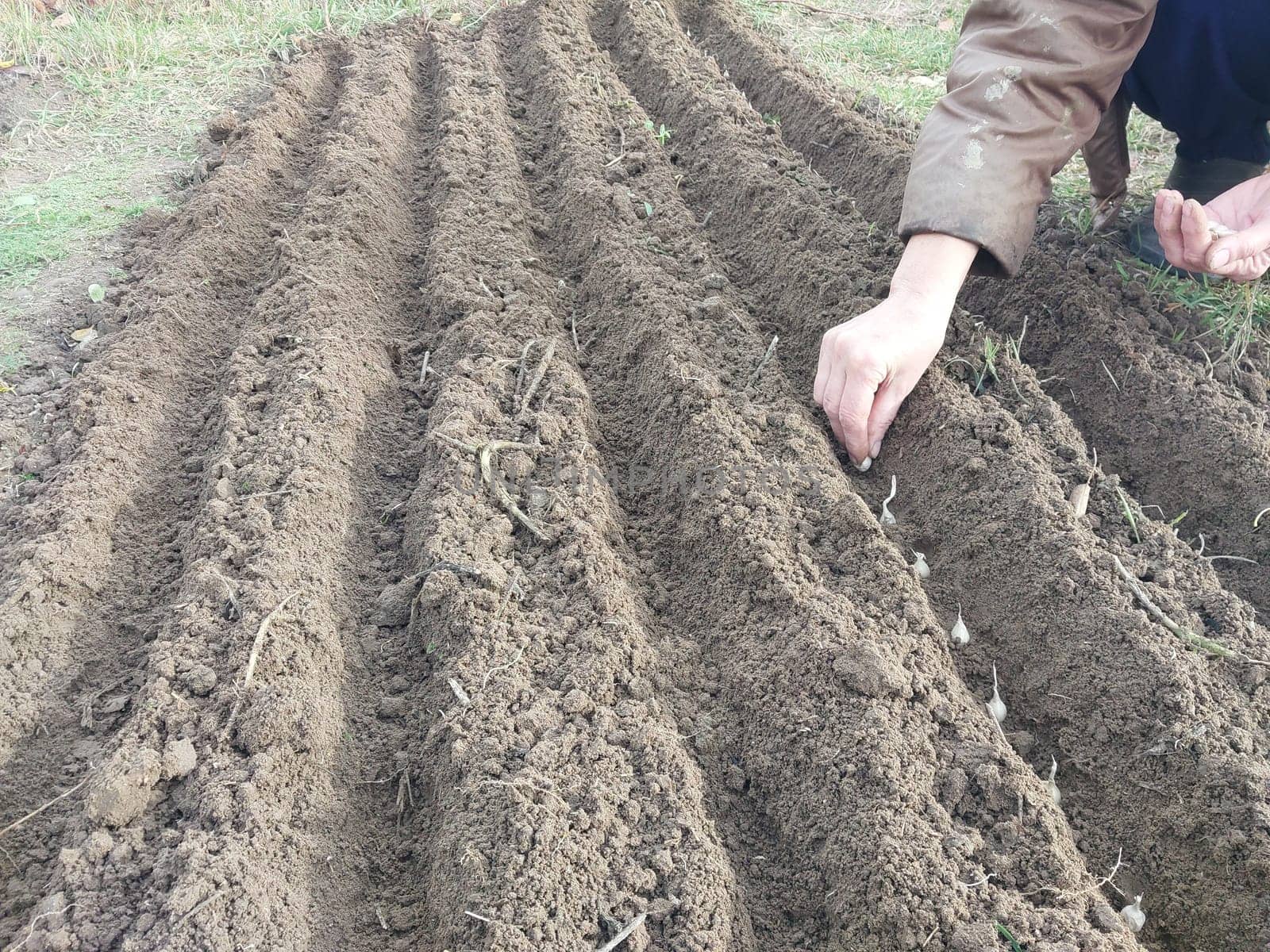 Autumn planting of onions in a the garden