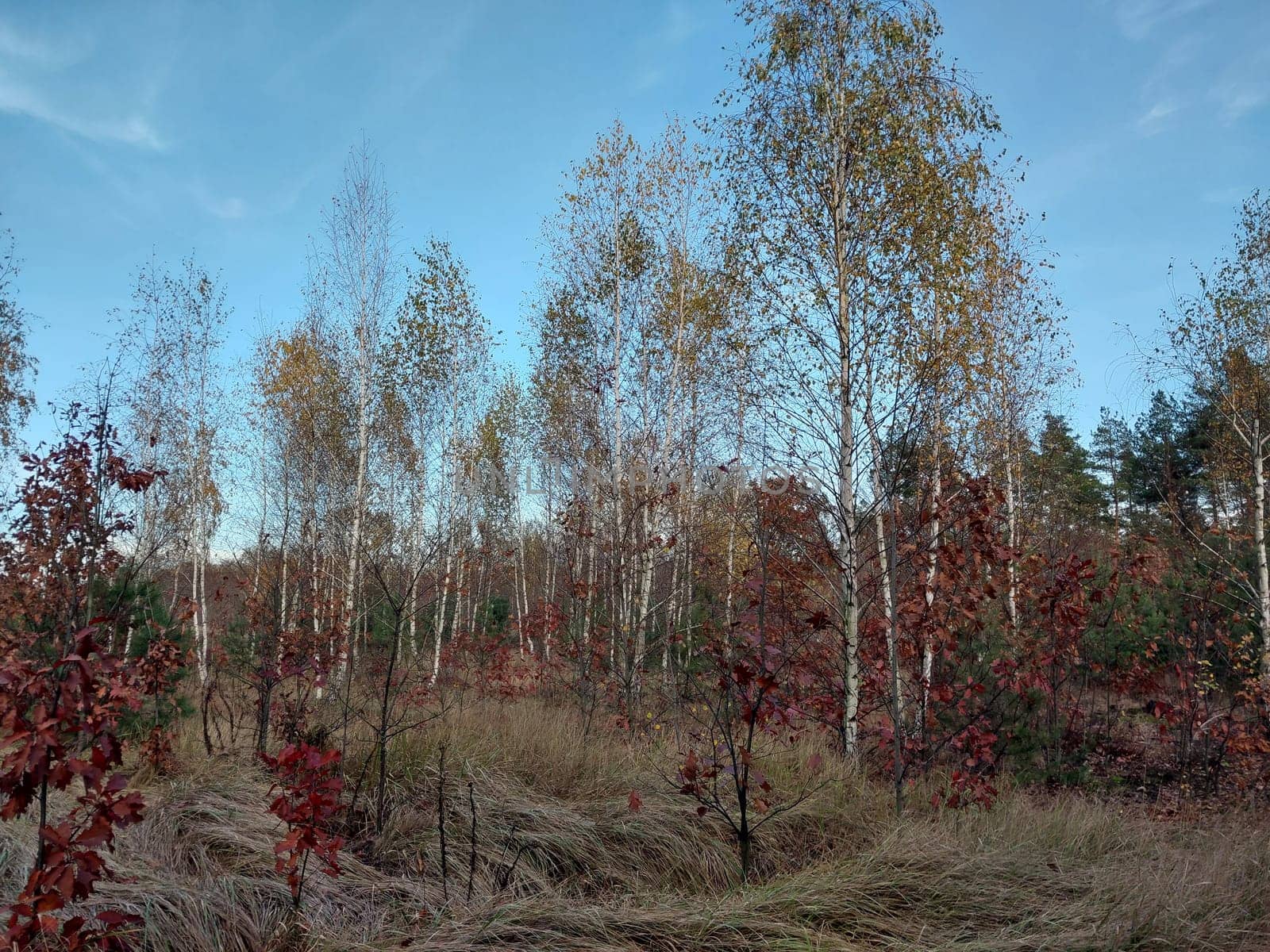 Panorama of a the young forest outside the city
