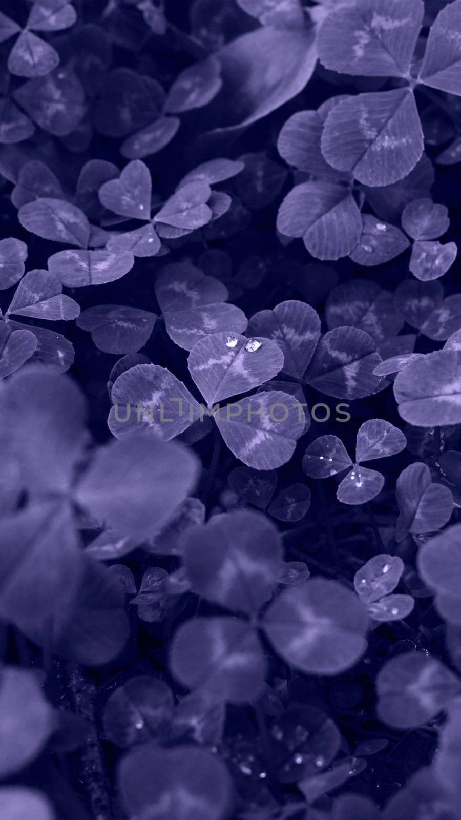 Very peri toned clover backdrop. Monochrome very peri clover with dew drops background. Trendy color 2022. by kizuneko