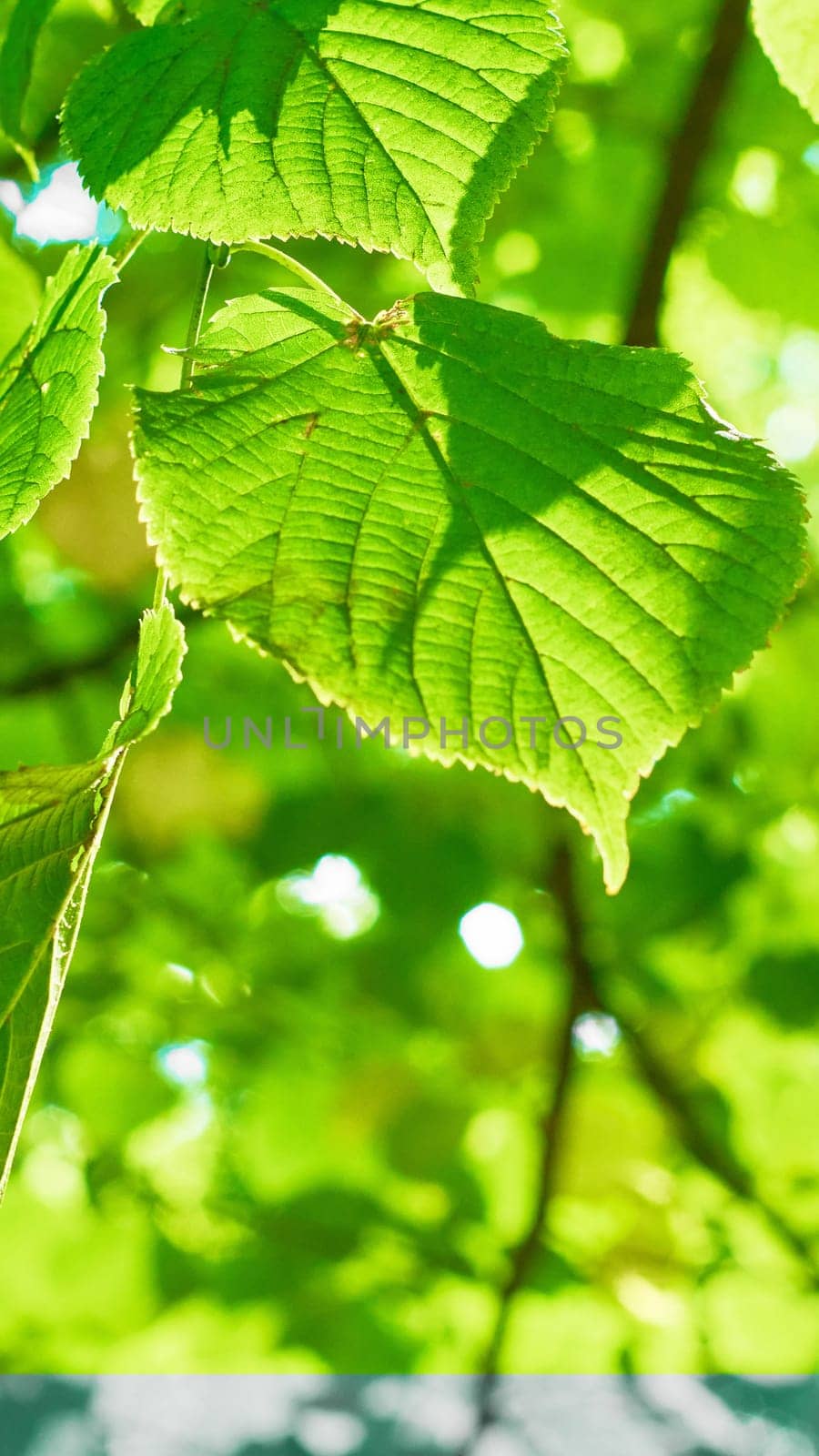 Green leaves on the blurred backgrounds in sunny day. Nature green background. Copy space. by kizuneko