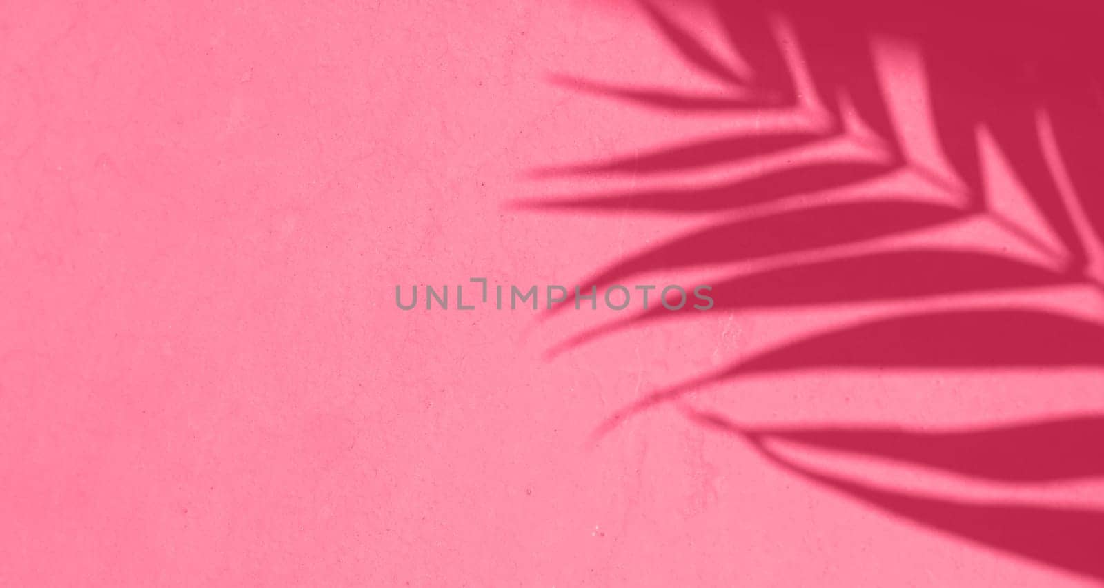 Shadow leaf dypsis on Viva Magenta color wall. Viva Magenta color of the year 2023. Monochrome background. by kizuneko