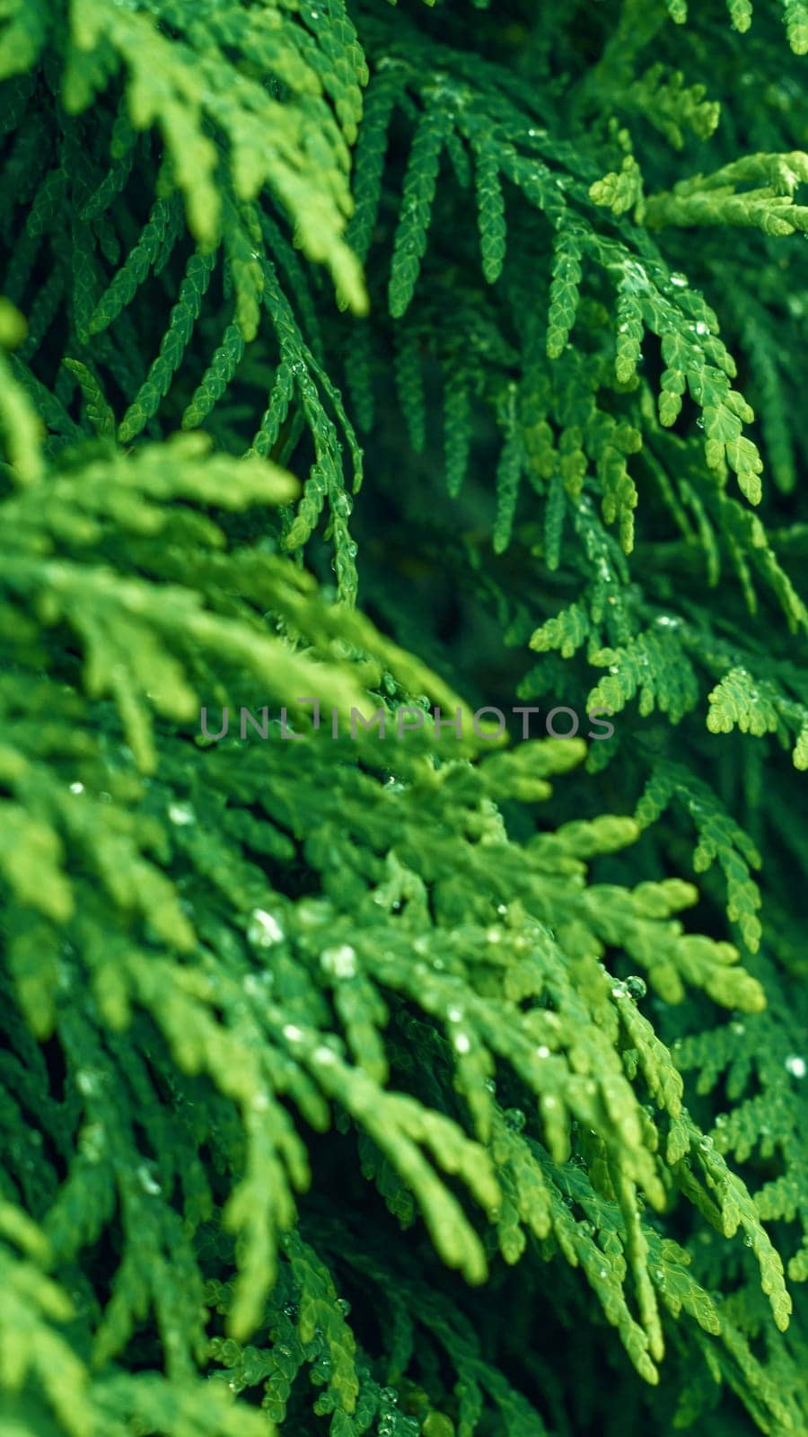 Western thuja green twig. Marsh cedar plant texture background. Thuja occidentalis. by kizuneko