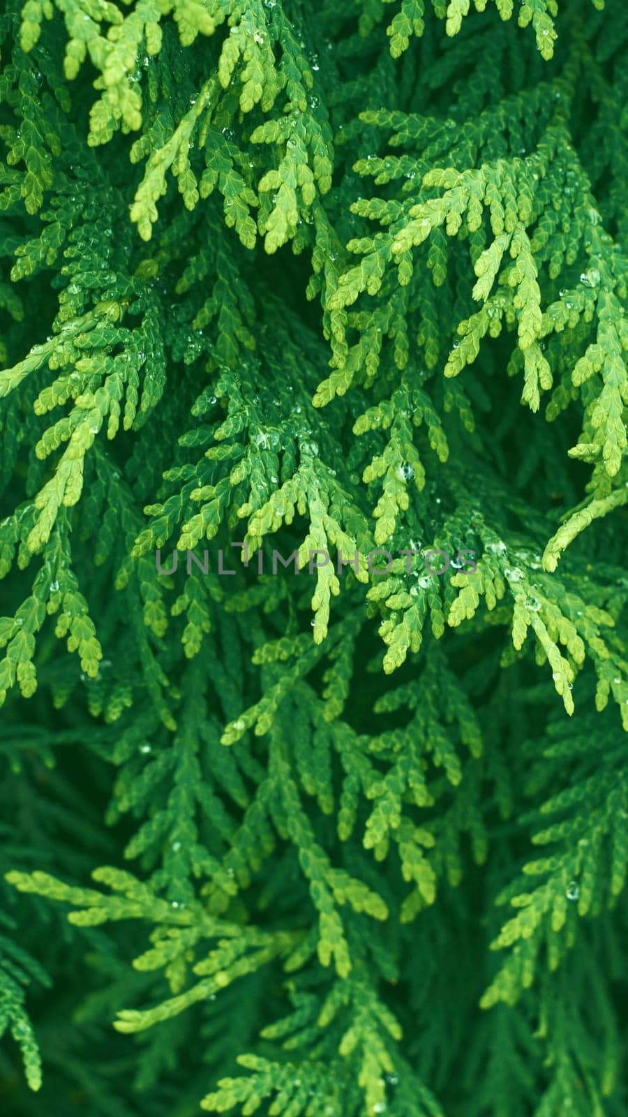 Western thuja green twig. Marsh cedar plant texture background. Thuja occidentalis. High quality photo