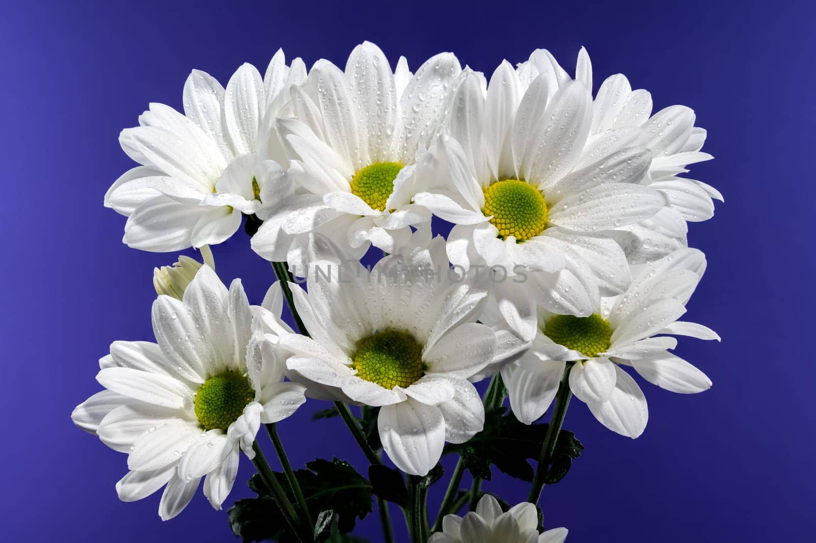 White chamomile on a blue background. Flower head close-up studio shot