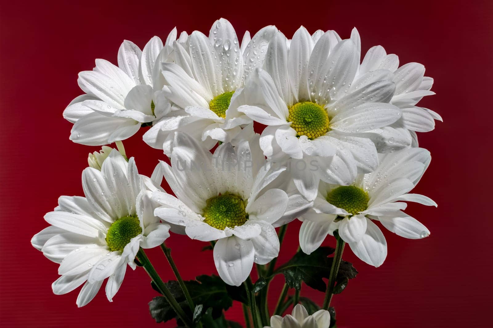 White chamomile on a red background. Flower head close-up studio shot