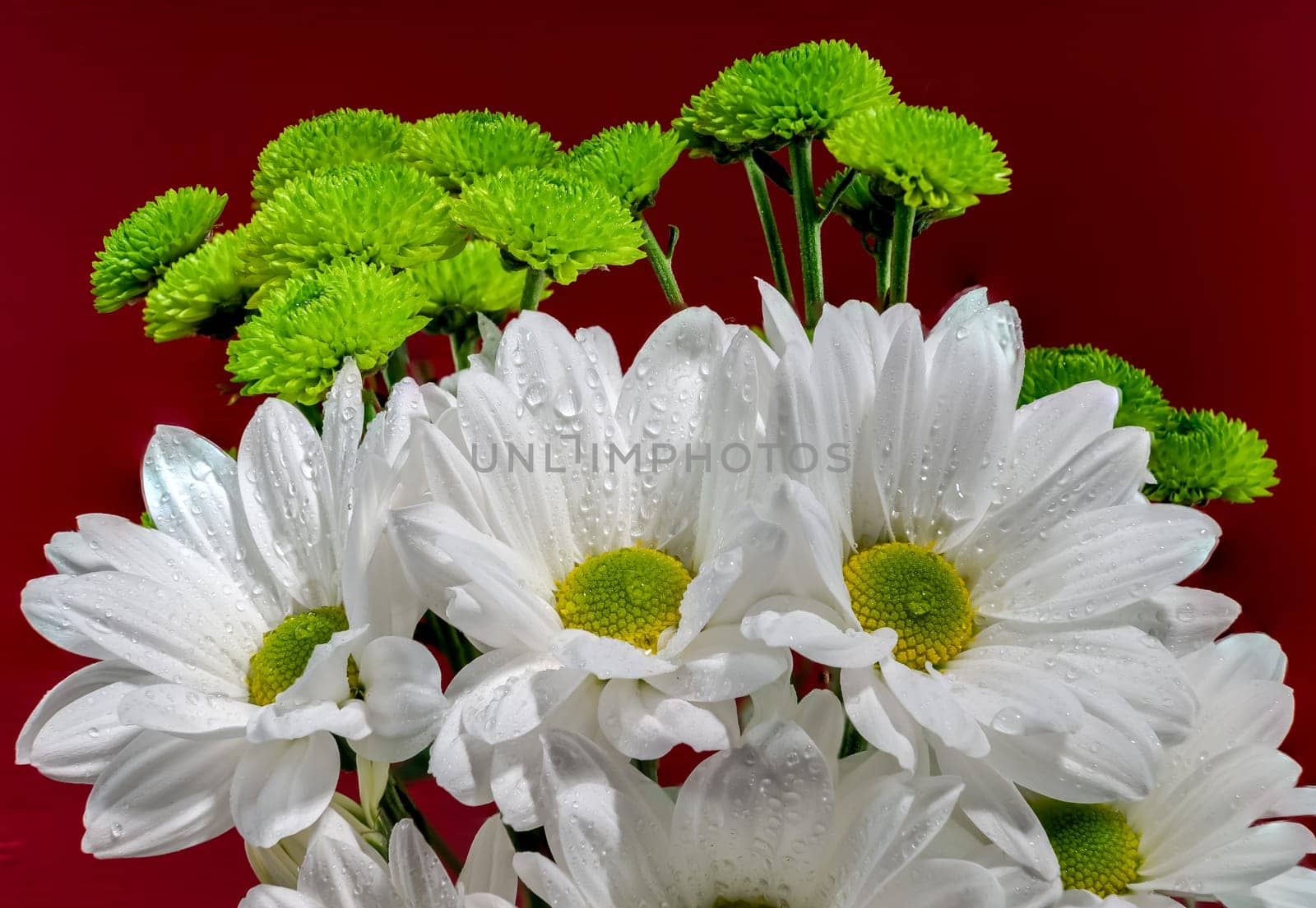 White chamomile on a red background. Flower head close-up studio shot