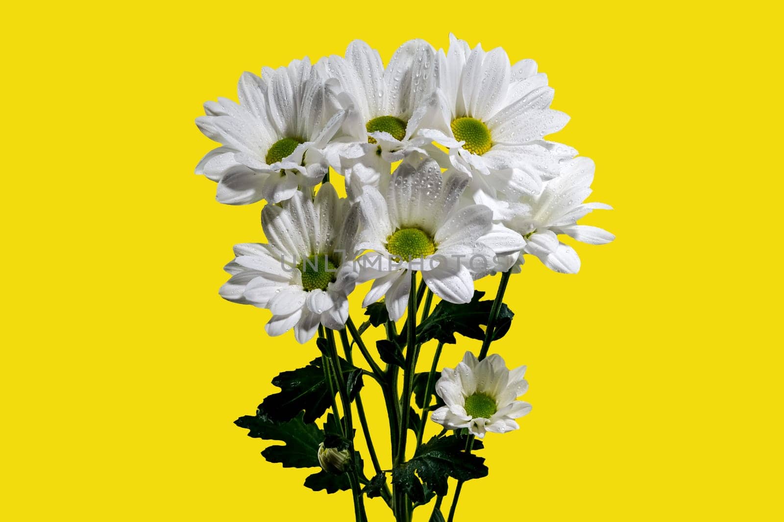 White chamomile on a yellow background by Multipedia