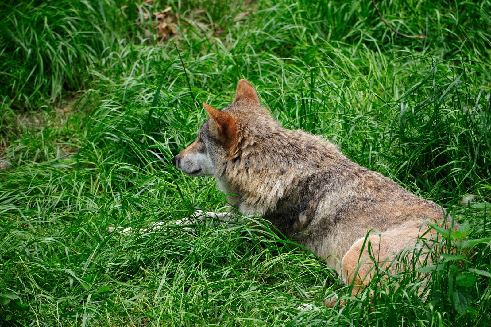 Gray Wolf (Canis lupus) in Forest