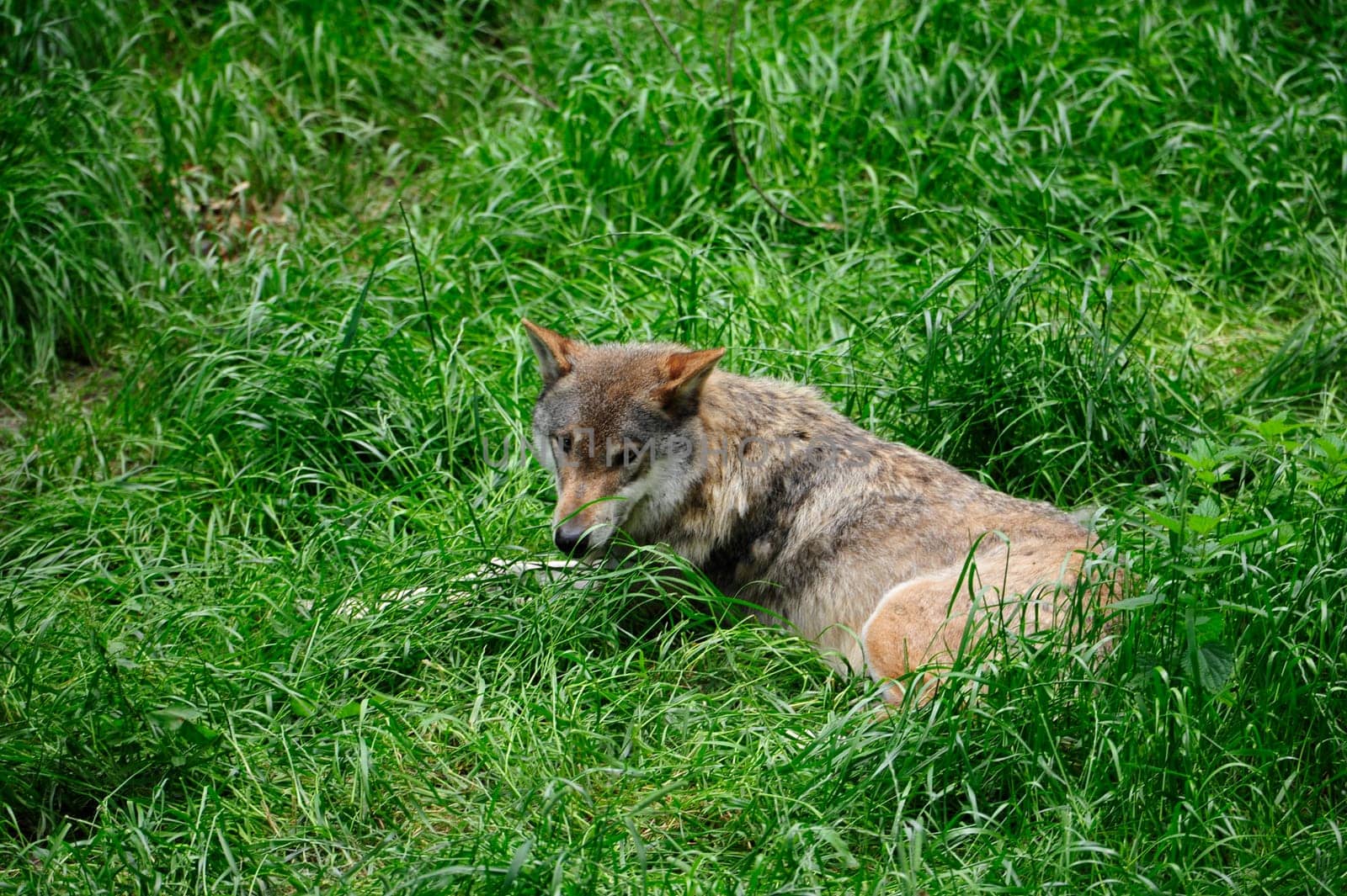 Gray Wolf (Canis lupus) in Forest
