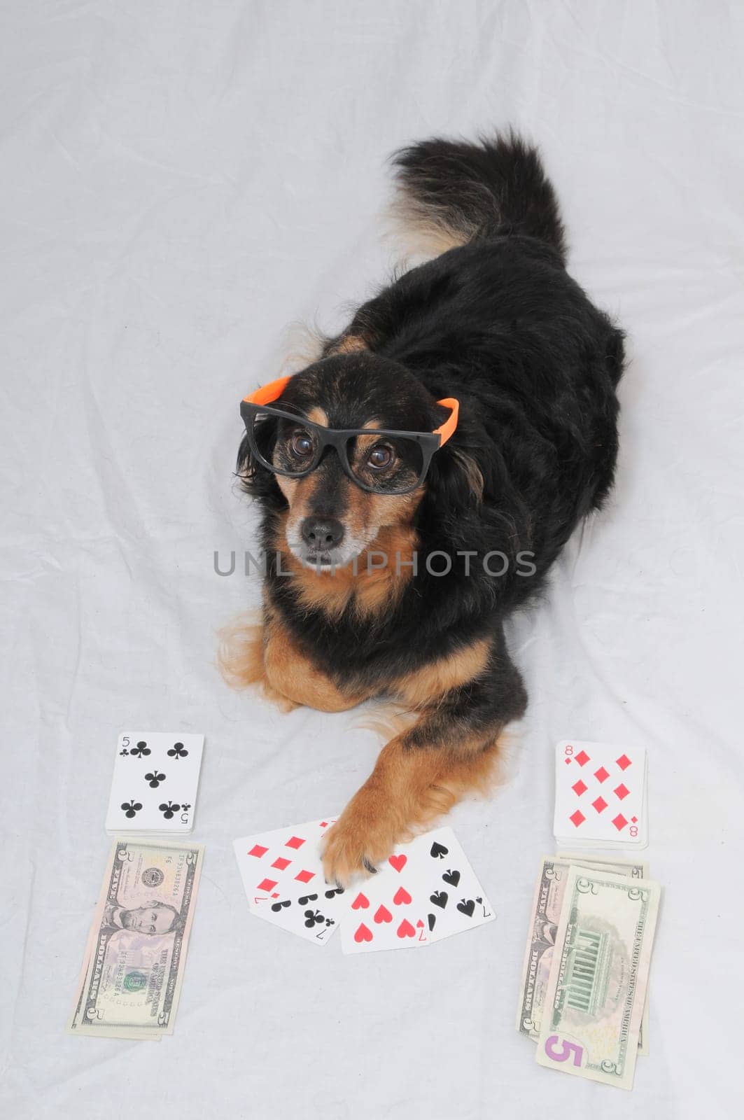 One Smart Old Black Dog Playing Poker On a White Background