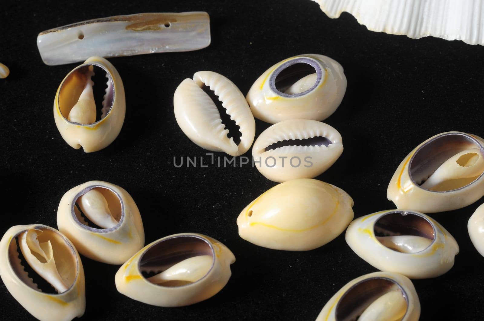 Textured Limestone Sea Shells on a Black Background