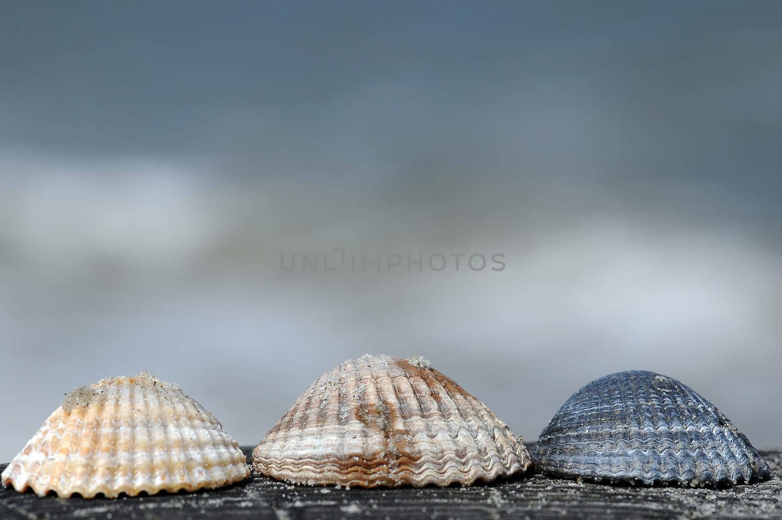 Shells
