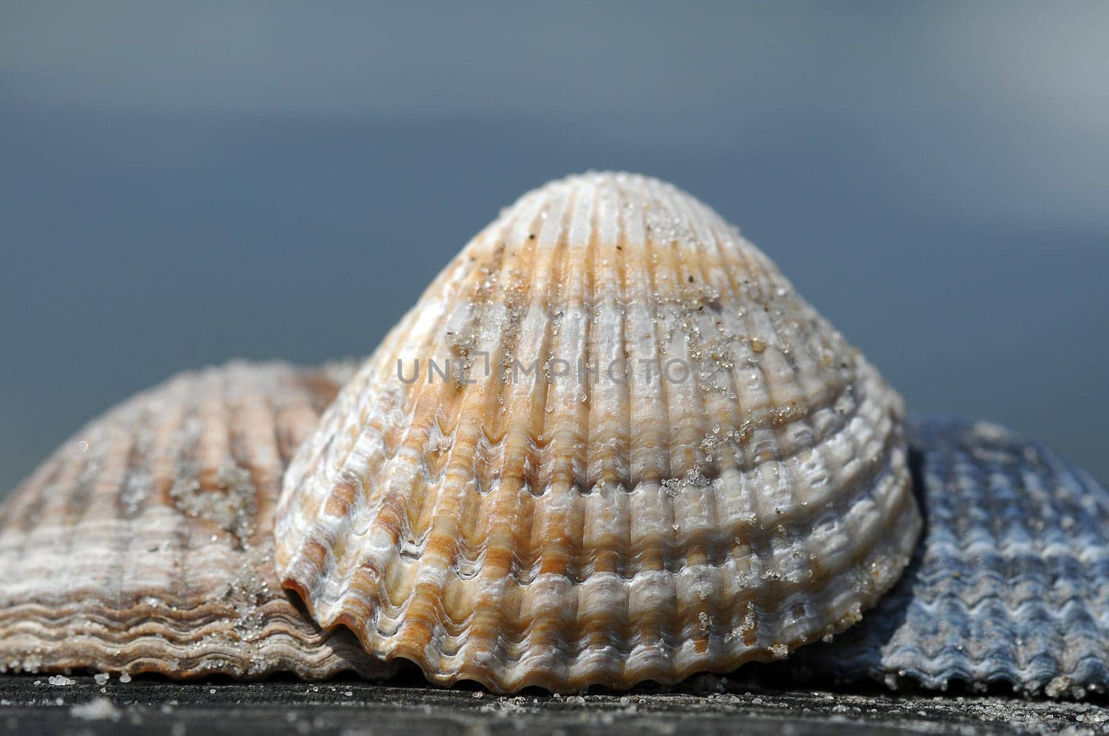 Shells