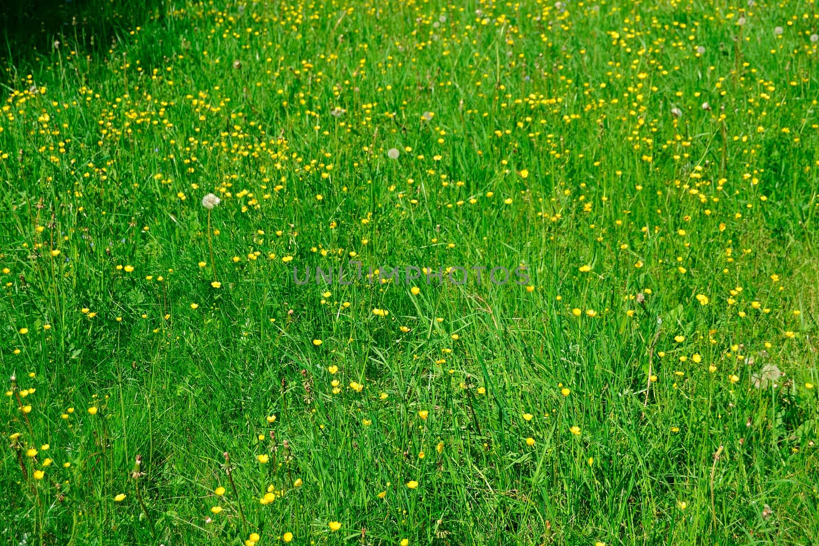 Grass field with plants and flowers