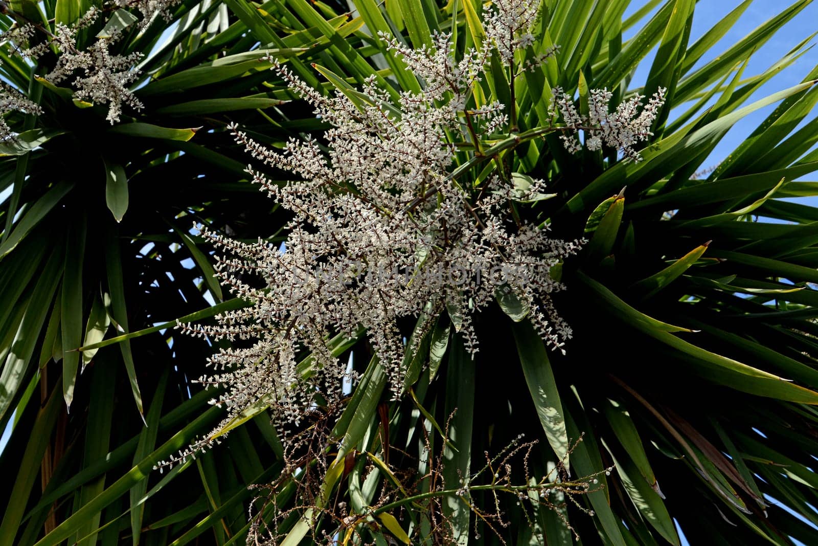Palm blossoms