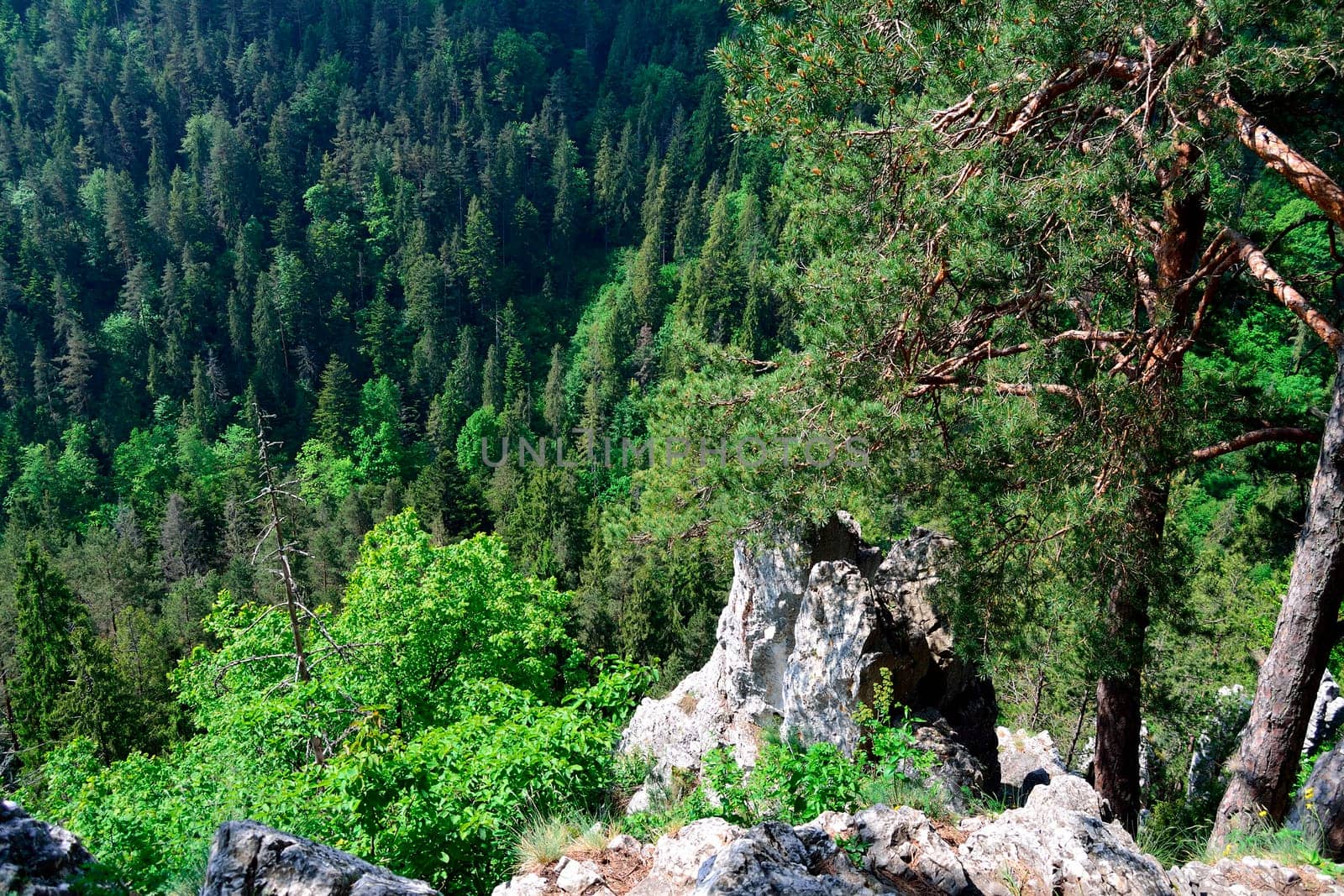 Outlook from cliff in Slovak Paradise