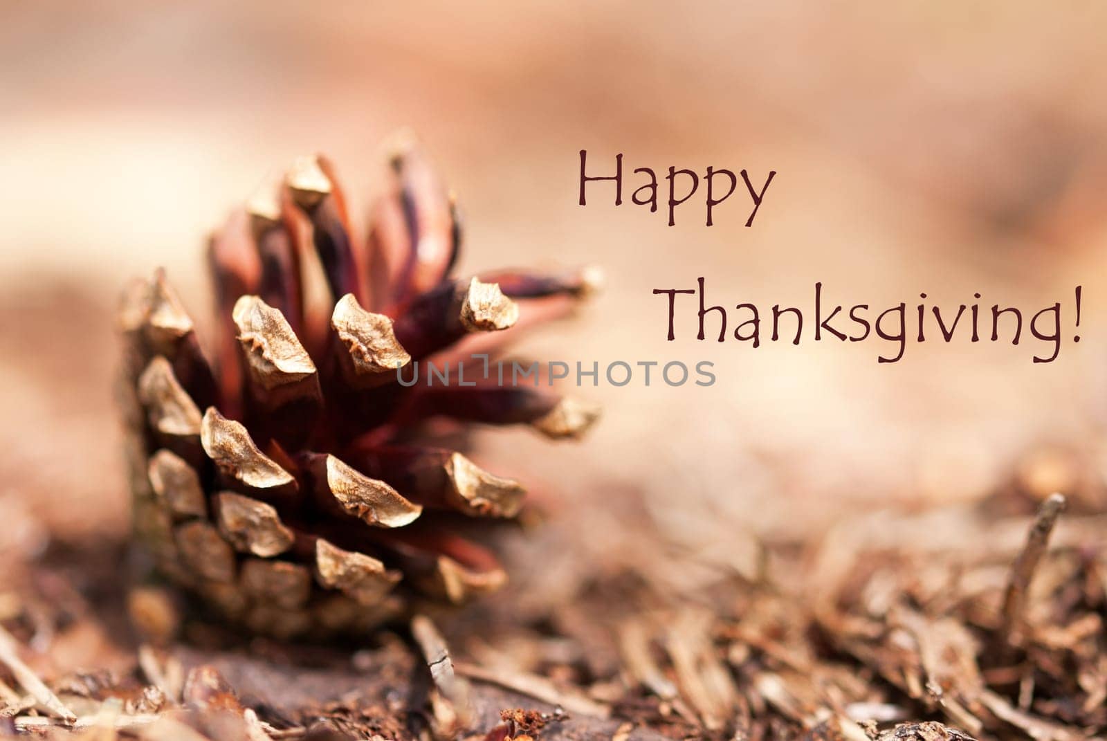 Fir Cone Closeup as Autumn Background with the Words Happy Thanksiving