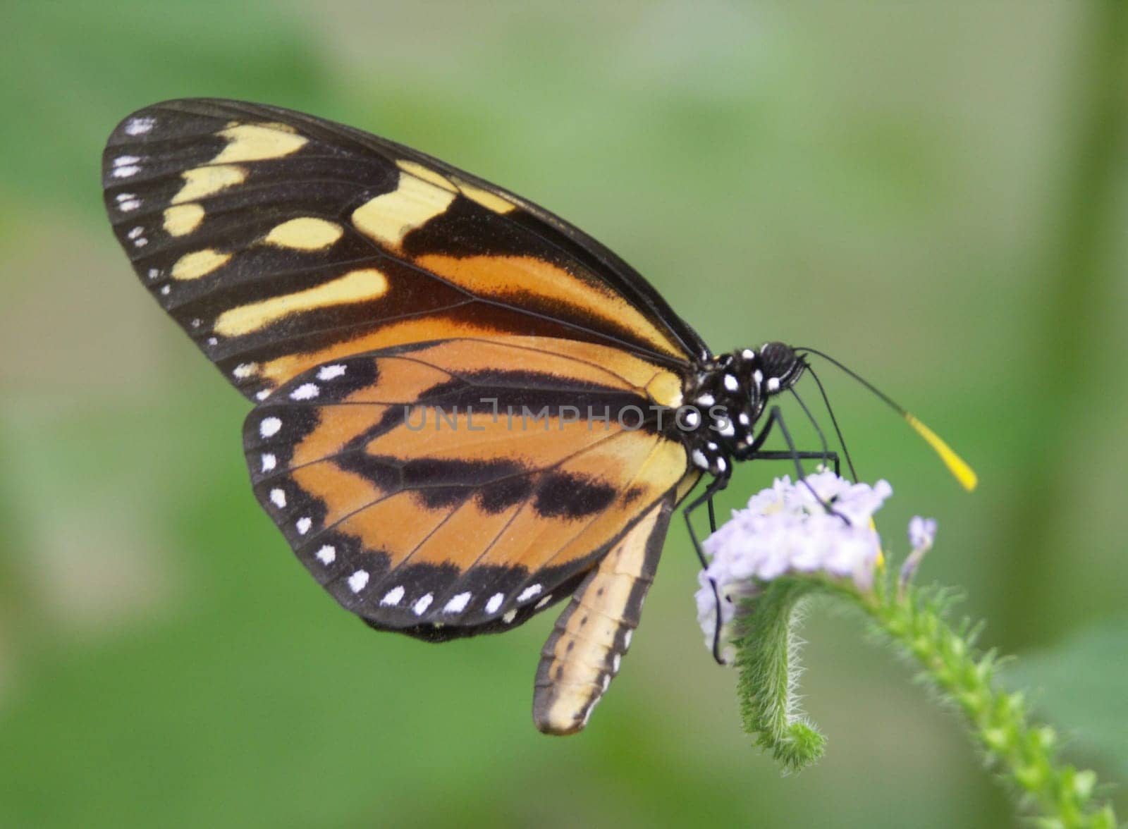 Passion flower butterfly