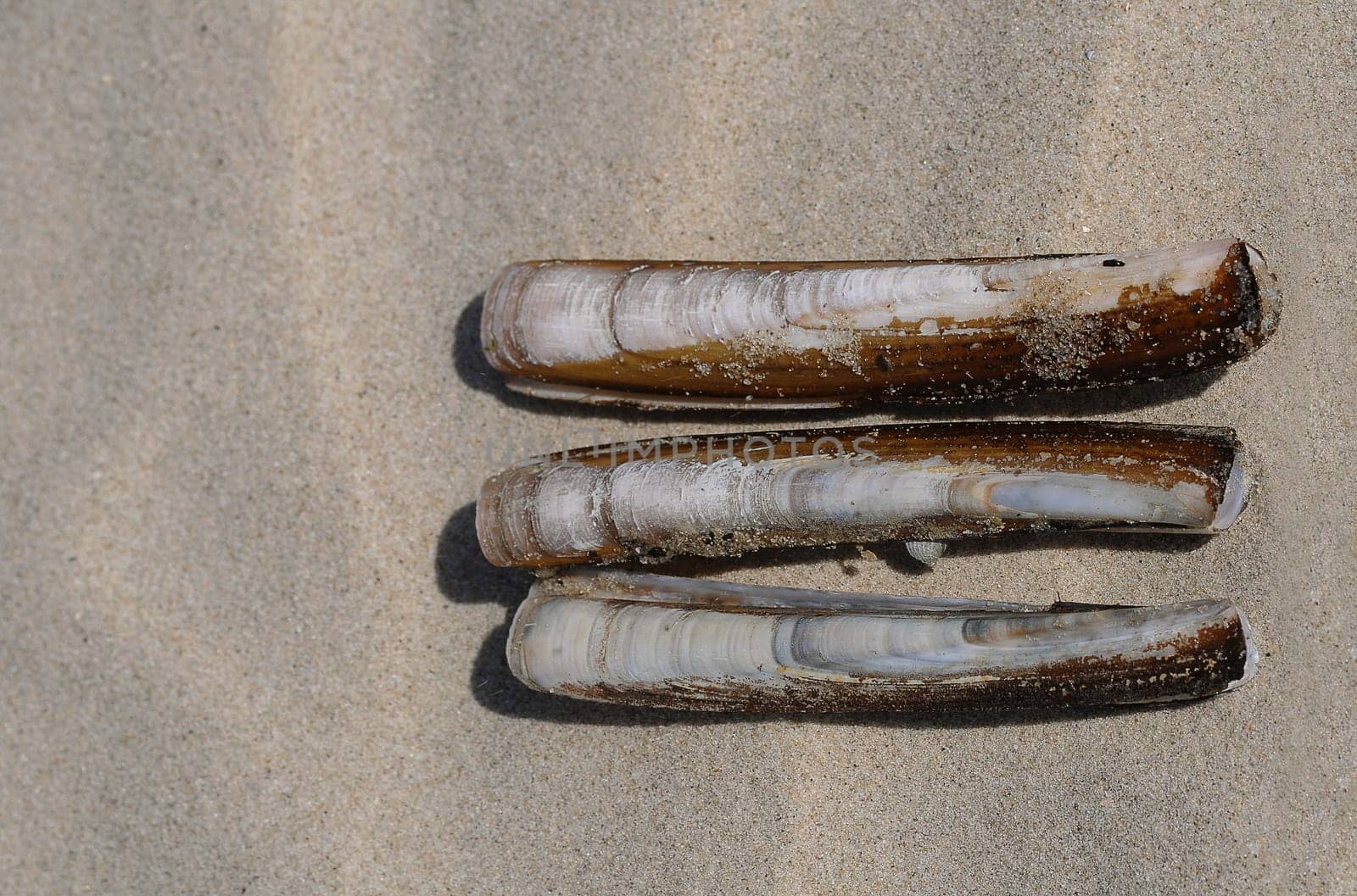 Sword mussels