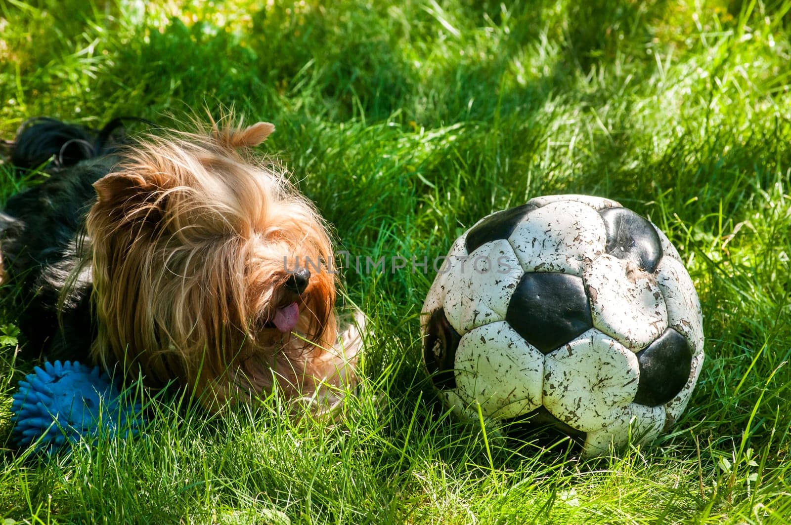 Yorkshire Terrier lying on green grass and old shabby leather soccer ball