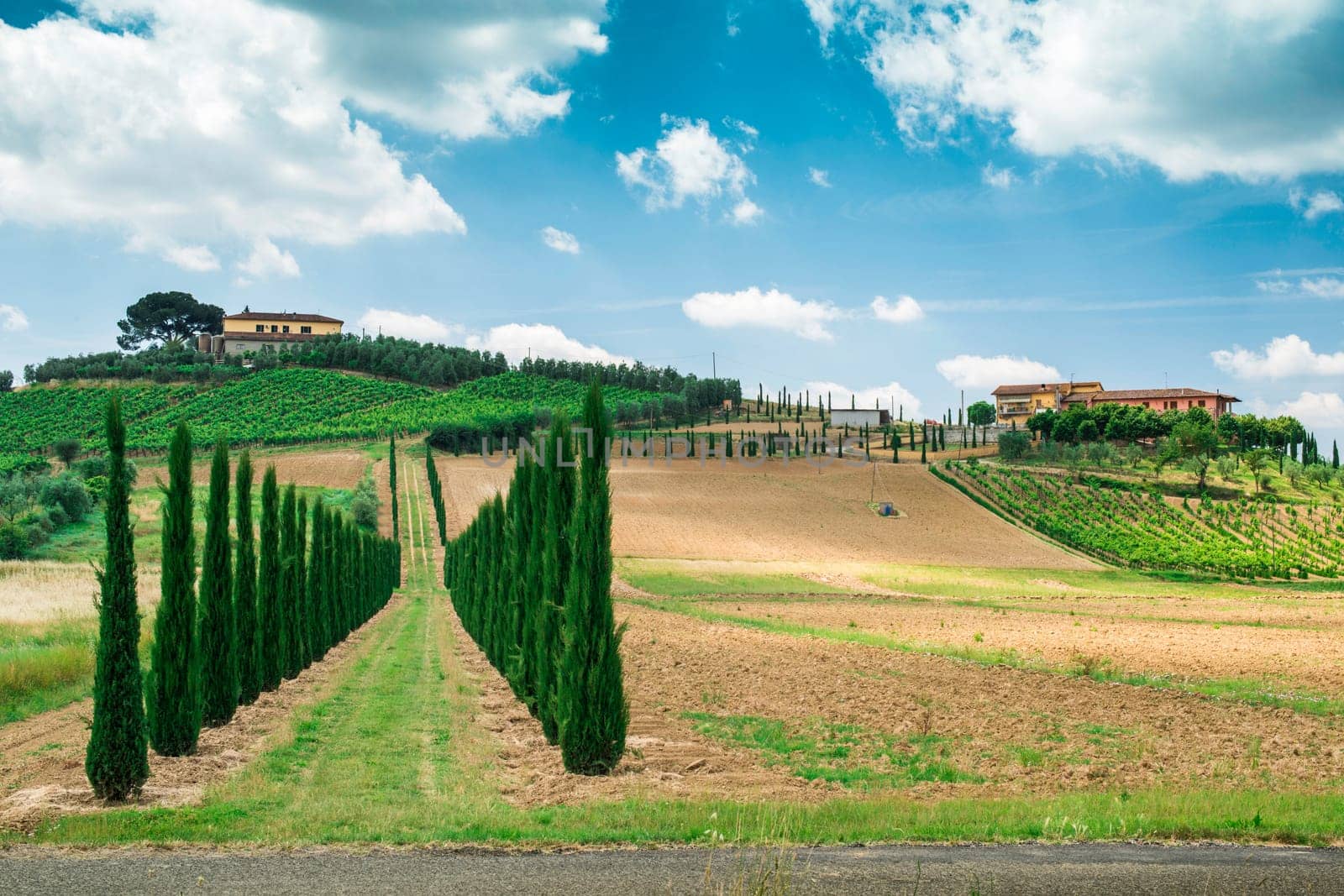 Vineyards and farm road in Tuscany, Italy.