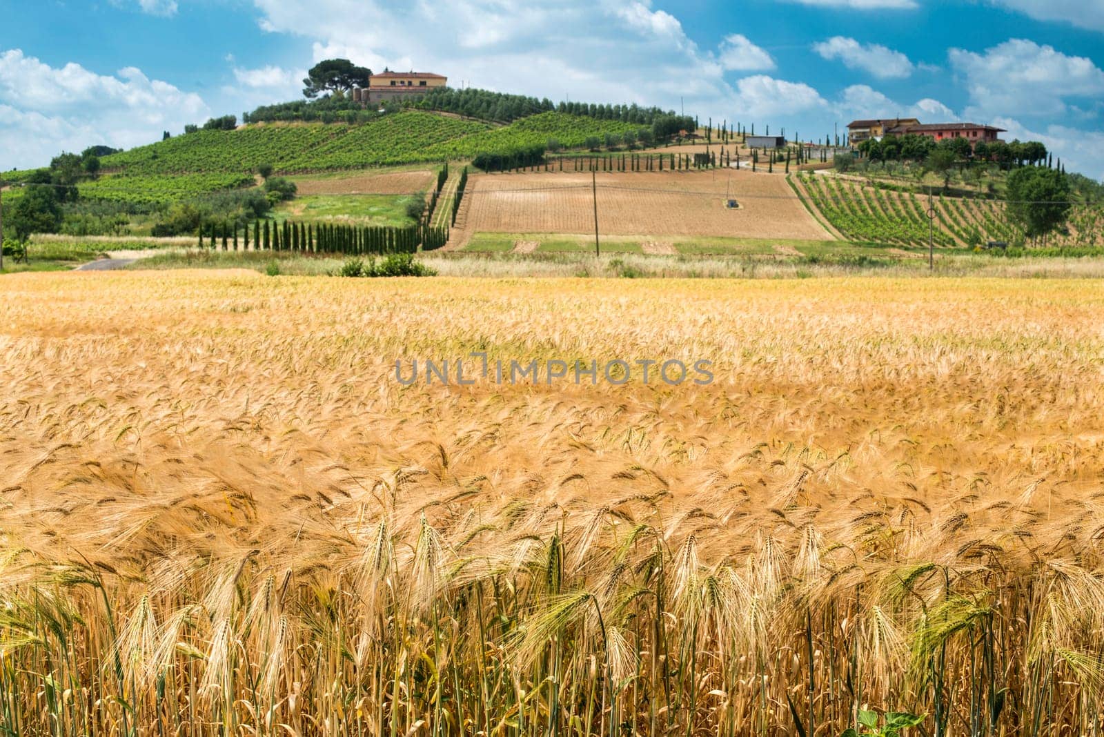 Cereal crops and farm in Tuscany, Italy