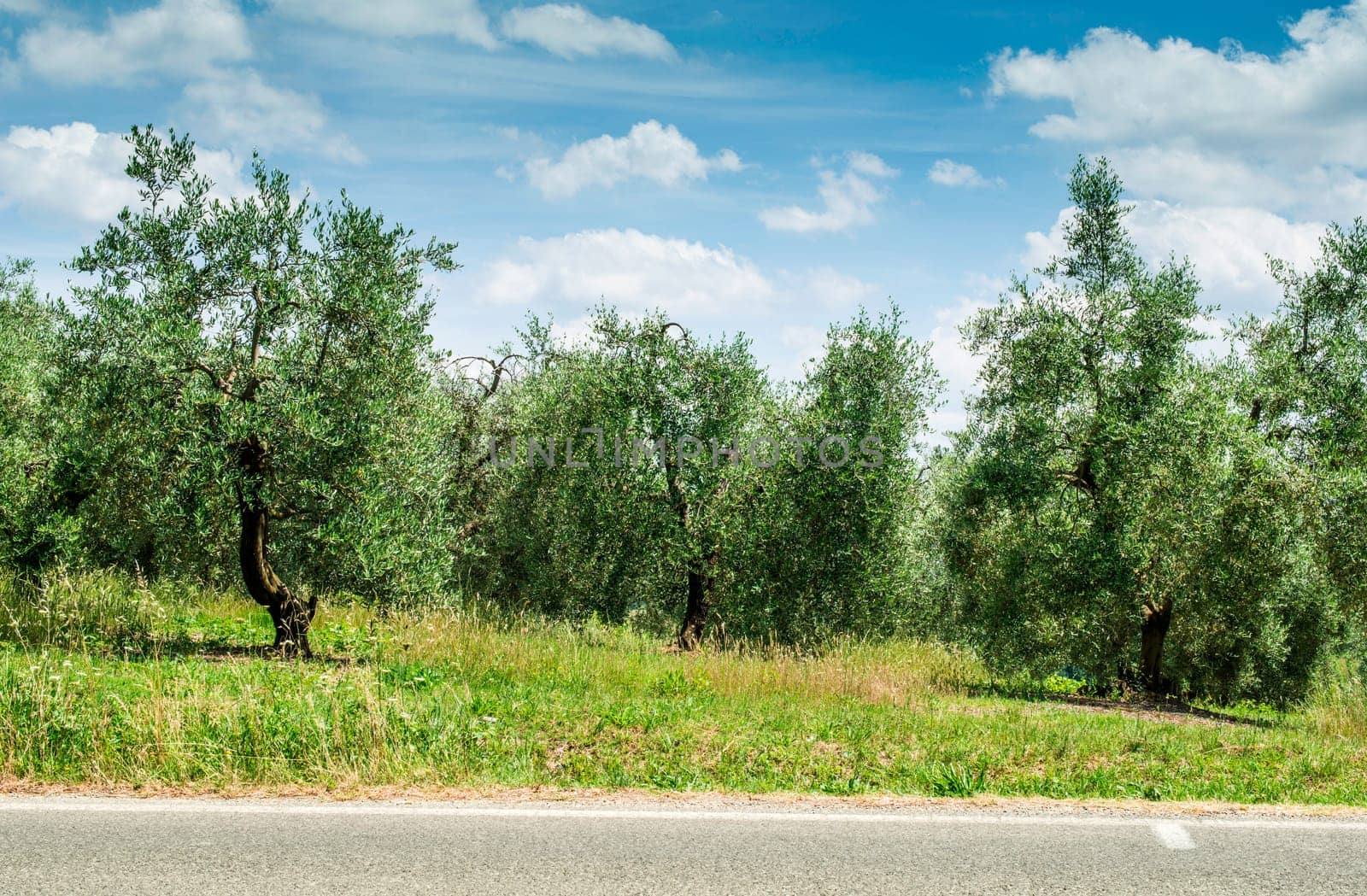 Olive trees in Italy. Olive plantation